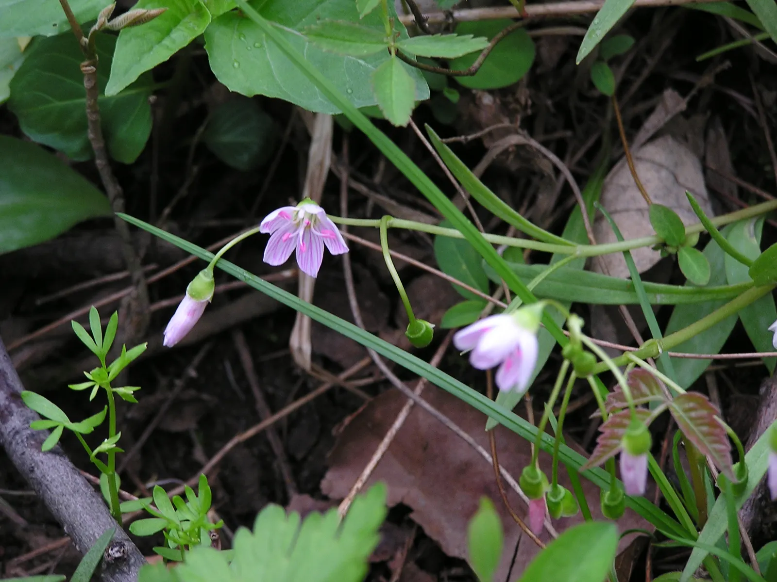 Spring Beauty (Claytonia Virginica) — enhancing your garden's appeal with little effort; dark green leaves 2-6 inches long, image 147
