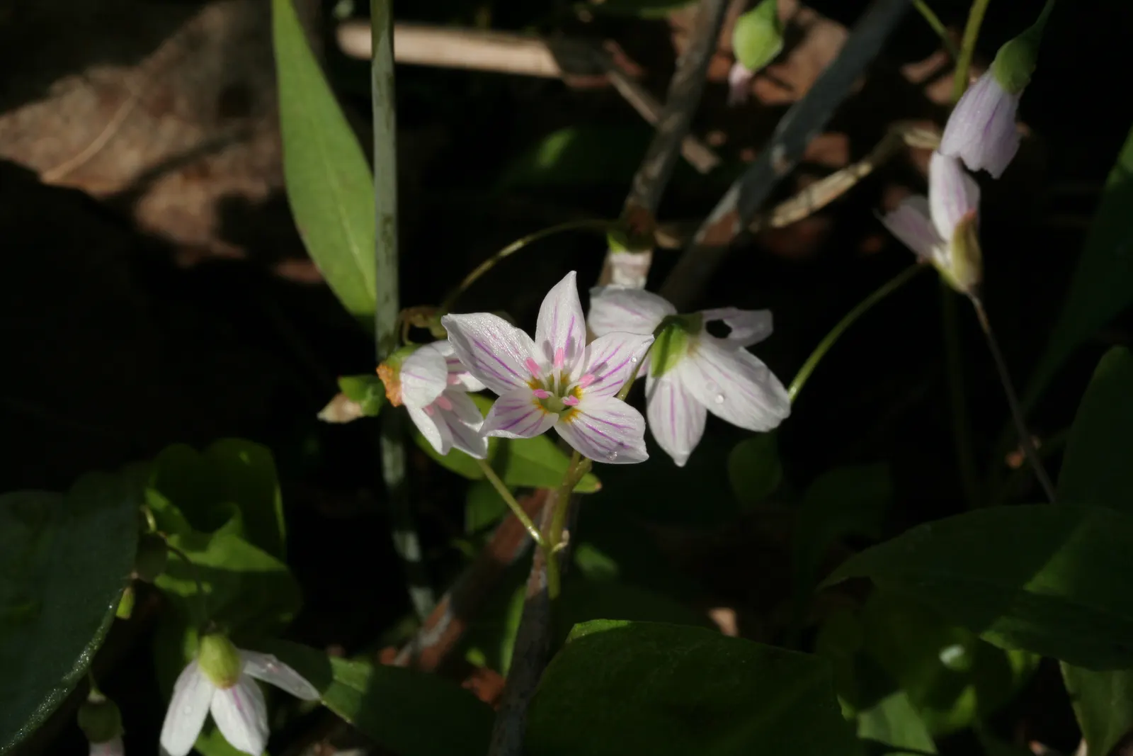 Spring Beauty (Claytonia Virginica) — nestled an inch or two beneath the surface; claytonia virginica requires minimal maintenance, image 81