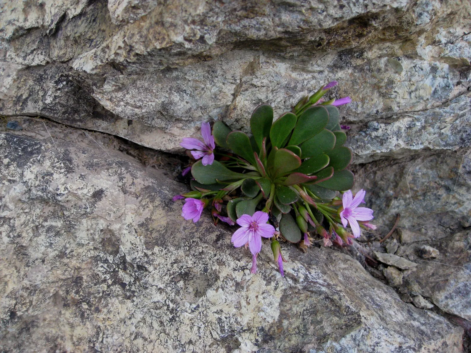 Spring Beauty (Claytonia Virginica) — Claytonia virginica requires minimal maintenance; measuring 1 to 6 inches in length and 0.1 to 0.5 inches in, image 174