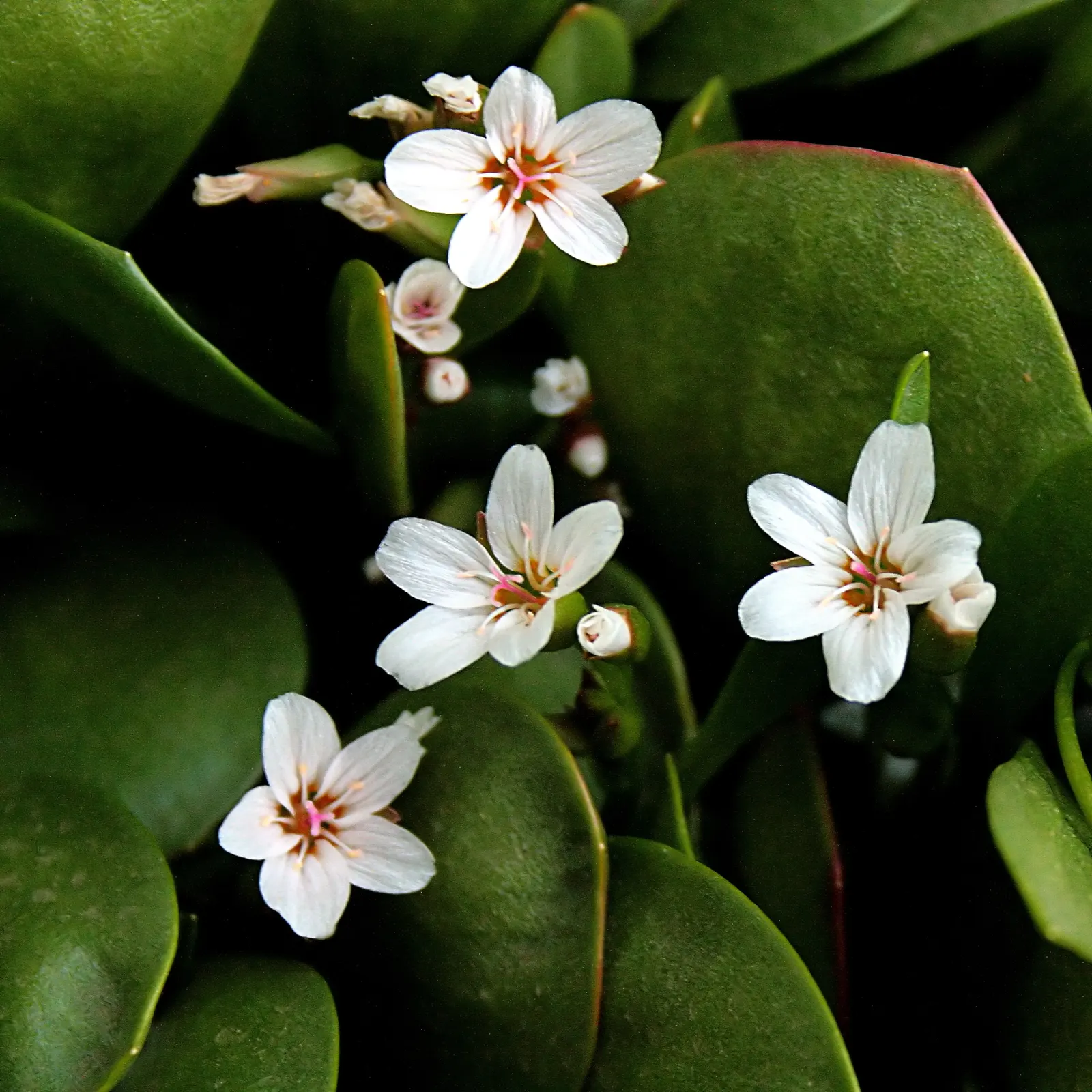 Spring Beauty (Claytonia Virginica) — it can also adapt to full sun conditions if consistently moist soil is assured.<br><br>The plant's slender, image 104