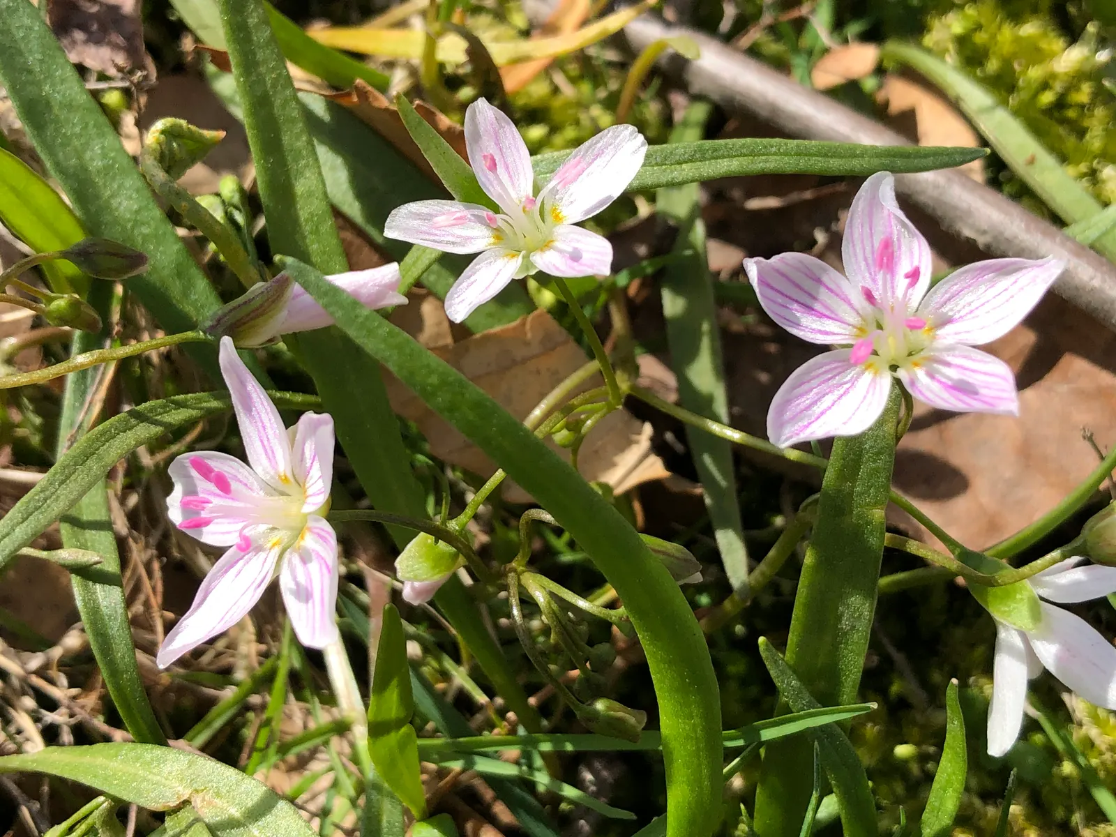 Spring Beauty (Claytonia Virginica) — dark green leaves 2-6 inches long; the Spring Beauty (Claytonia virginica)