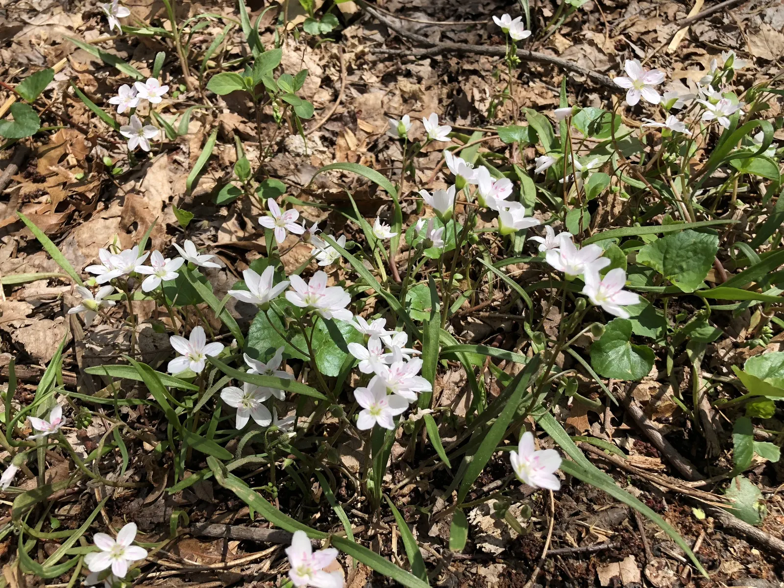 Spring Beauty (Claytonia Virginica) — eagerly emerging as the frost recedes; ideal for naturalistic settings, image 70