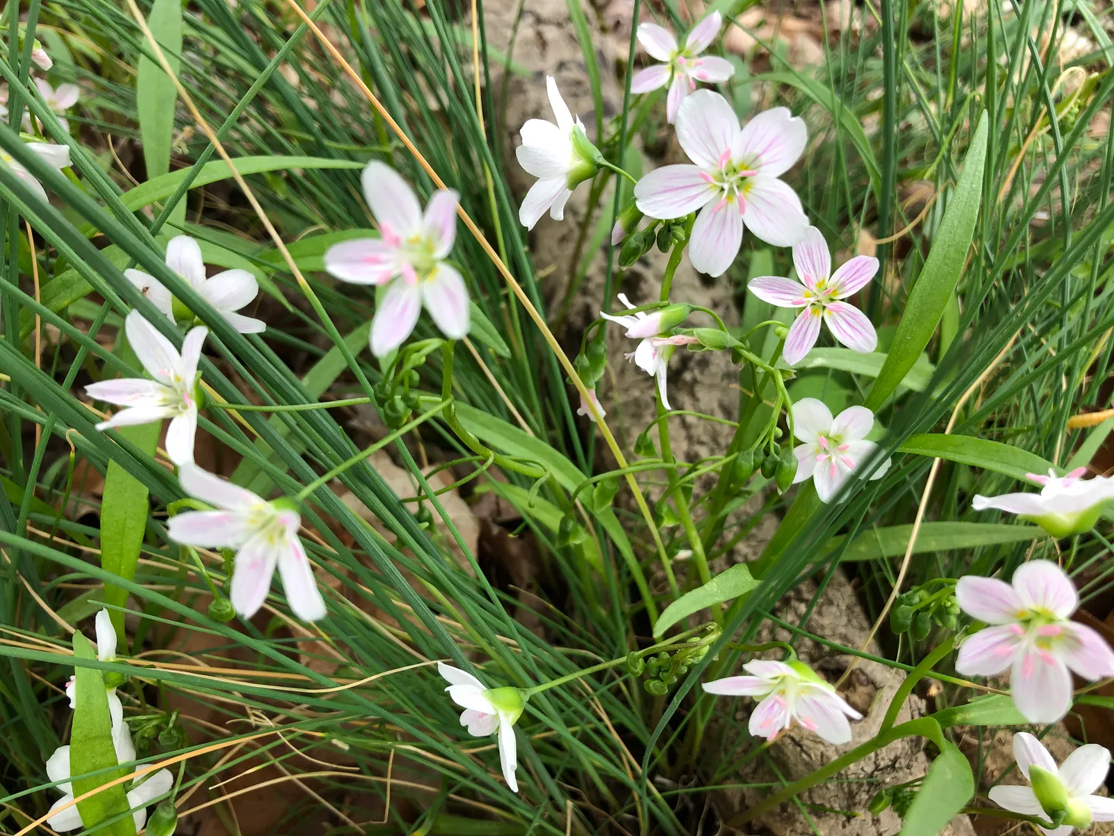 Spring Beauty (Claytonia Virginica) — Ideal for naturalistic settings