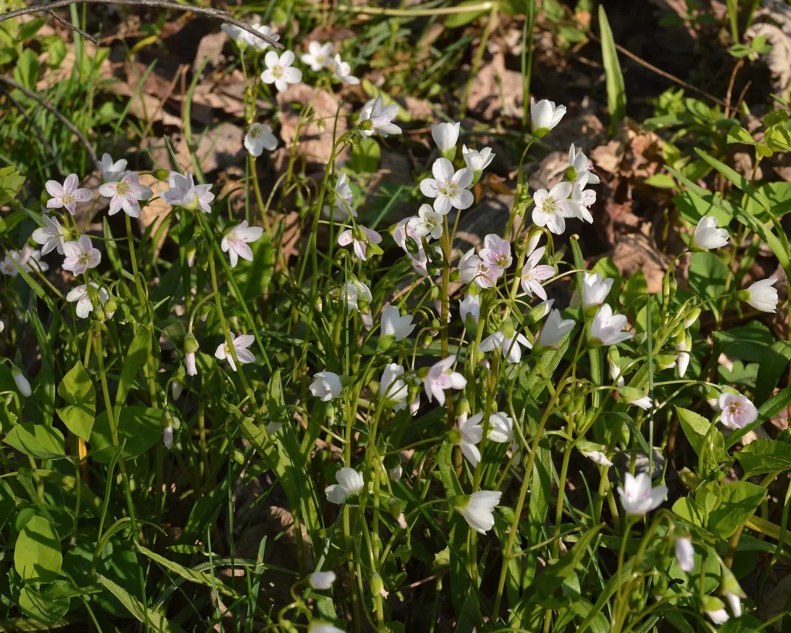 Spring Beauty (Claytonia Virginica) — dark green leaves 2-6 inches long