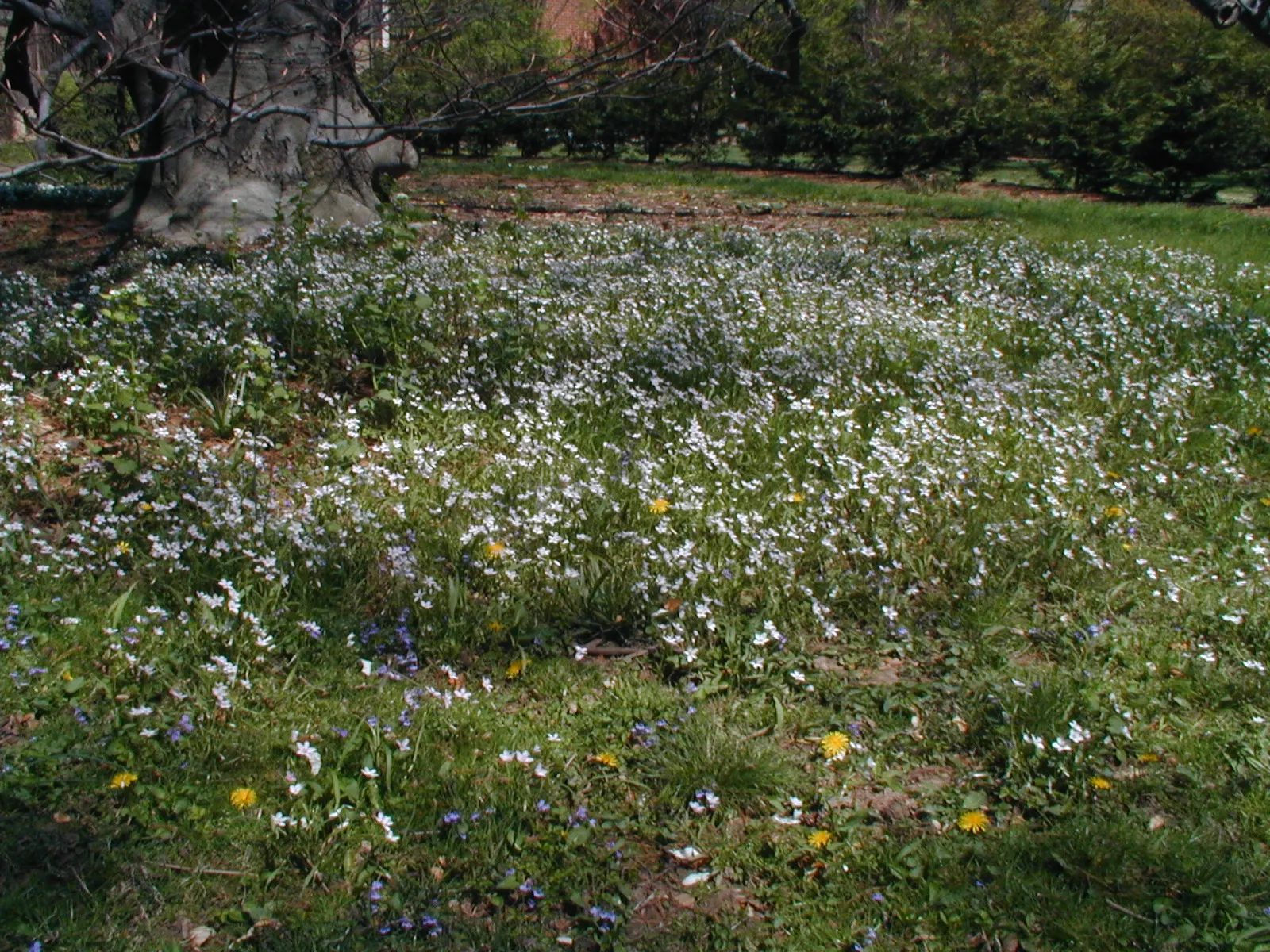 Spring Beauty (Claytonia Virginica) — each exhibit fine pink streaks and span about 0.5 to 0.75 inches across; thriving in partial shade, image 78