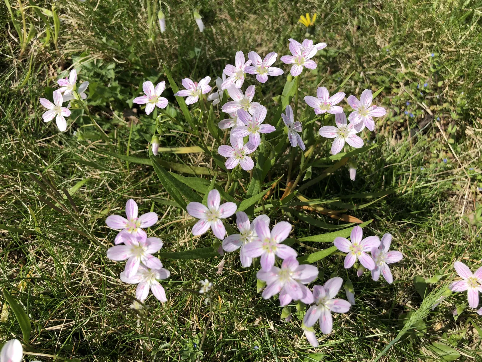 Spring Beauty (Claytonia Virginica) — These blooms cluster atop smooth stems rising to a modest height of 3 to 6 inches; eagerly emerging as the, image 109
