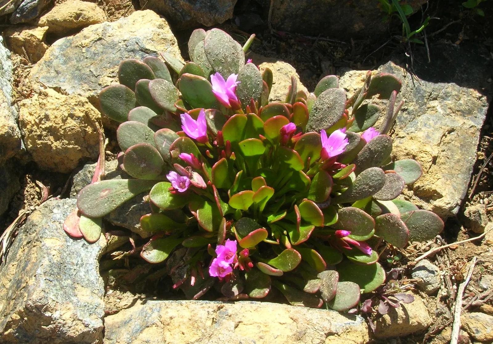 Spring Beauty (Claytonia Virginica) — dark green leaves 2-6 inches long; the Spring Beauty (Claytonia virginica), image 96