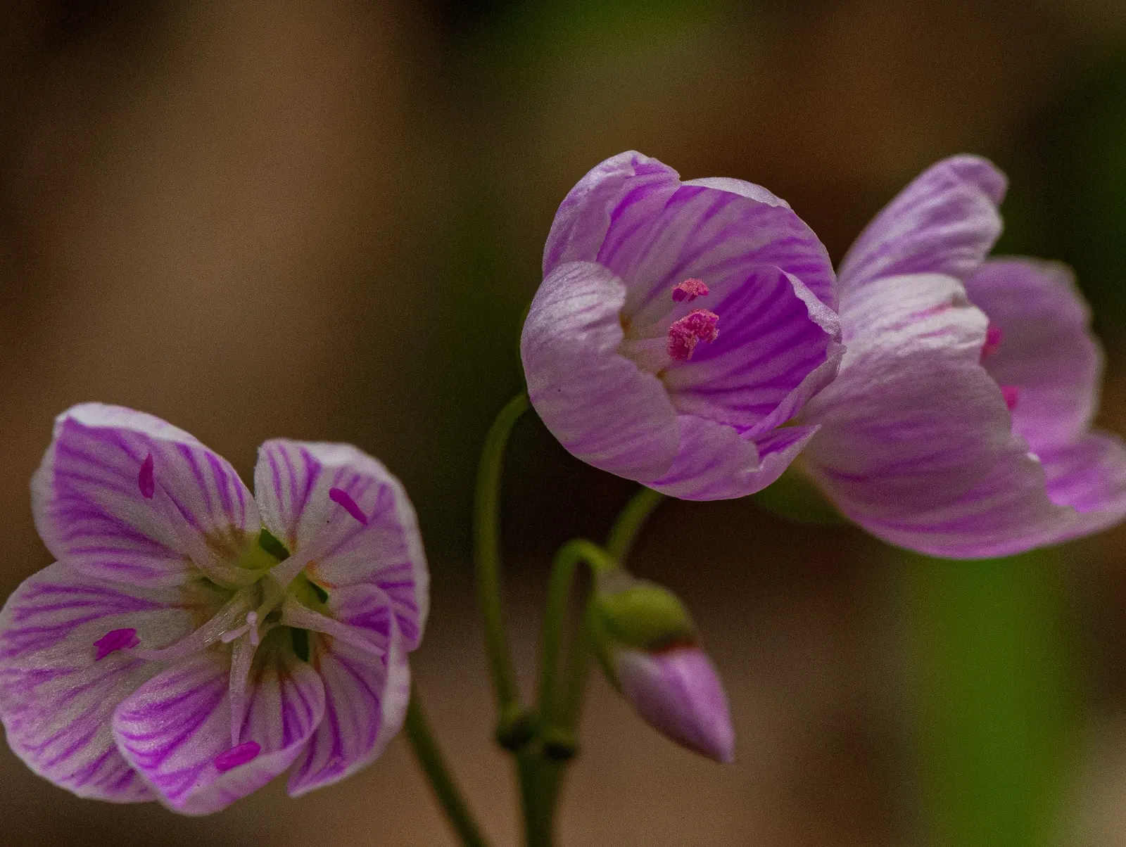 Spring Beauty (Claytonia Virginica) — measuring 1 to 6 inches in length and 0.1 to 0.5 inches in width; thriving in USDA hardiness zones 4 through 8, image 105