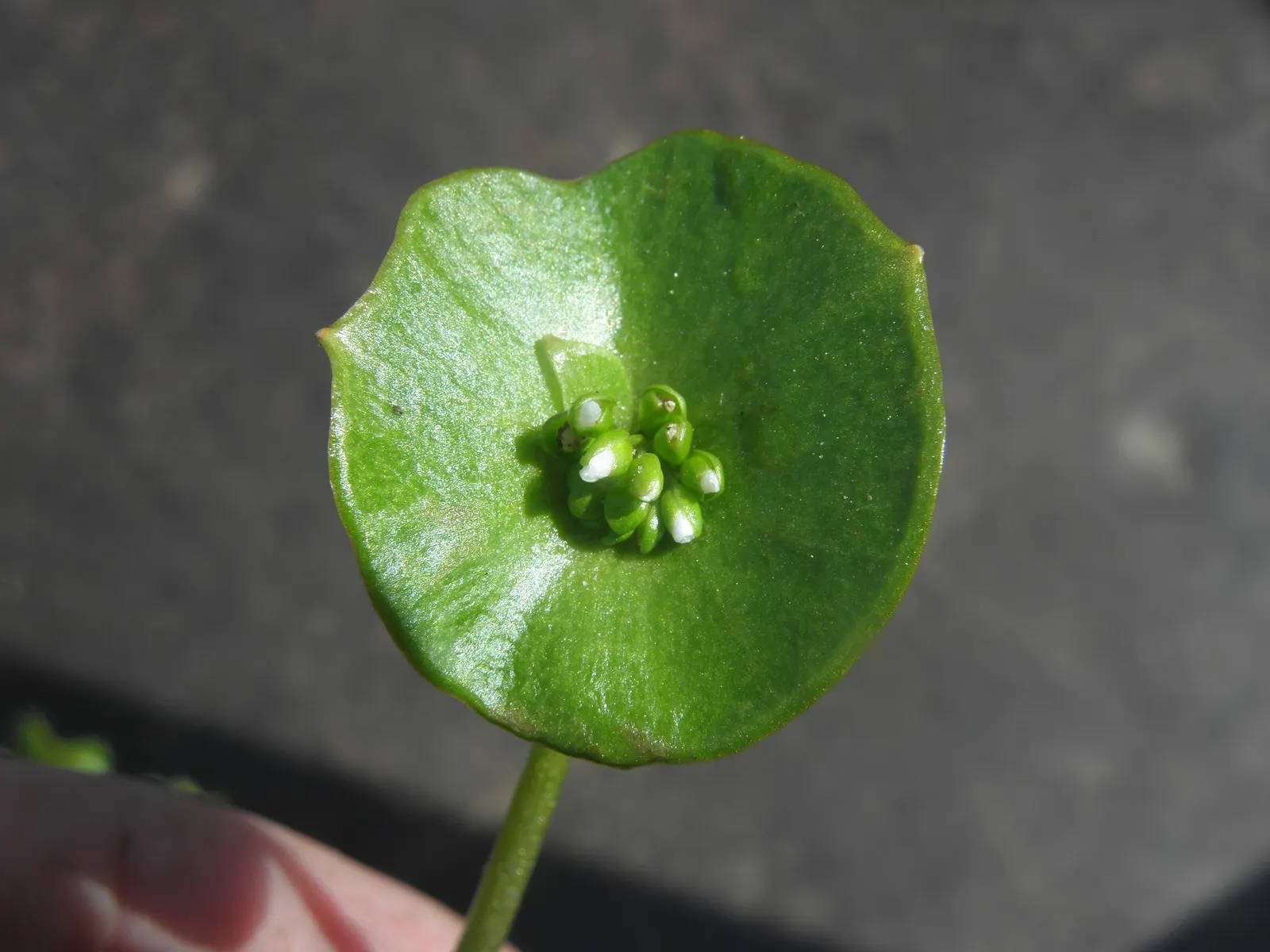 Spring Beauty (Claytonia Virginica) — generously sprinkling the landscape with color from March to May.<br><br>Spring Beauty's corms