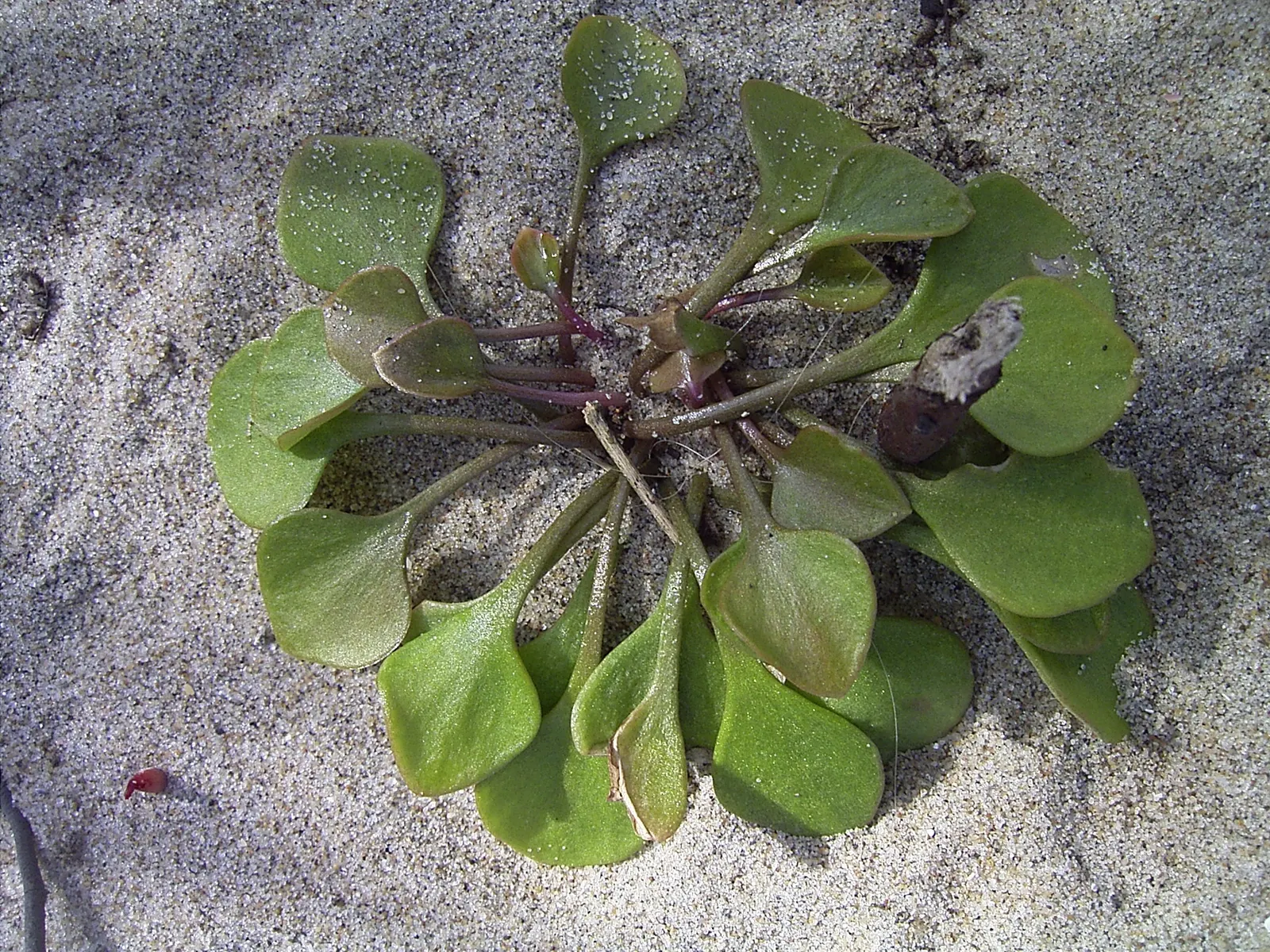Spring Beauty (Claytonia Virginica) — measuring 1 to 6 inches in length and 0.1 to 0.5 inches in width; thriving in USDA hardiness zones 4 through 8