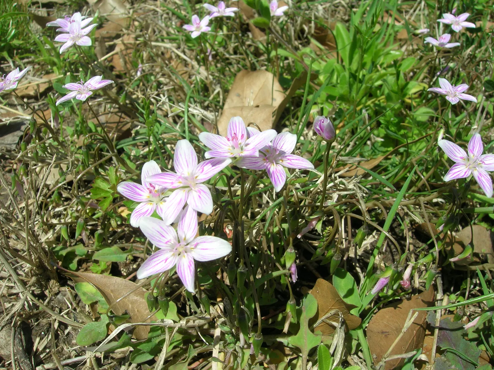 Spring Beauty (Claytonia Virginica) — Ideal for naturalizing in woodland gardens or informal areas; this enchanting perennial, image 83