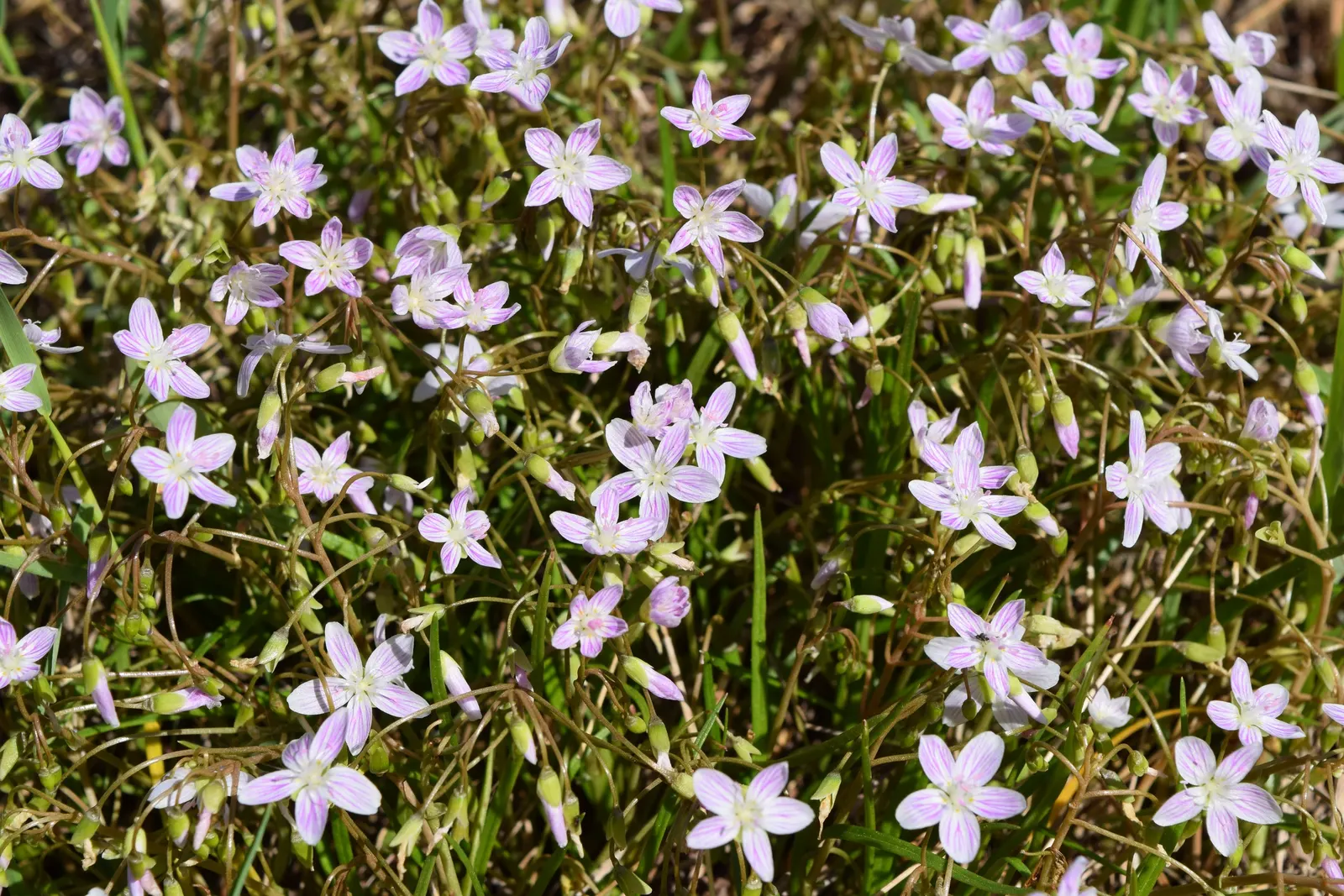 Spring Beauty (Claytonia Virginica) — Spring Beauty (Claytonia virginica) is a charming, native woodland perennial; this ephemeral graces moist, image 91