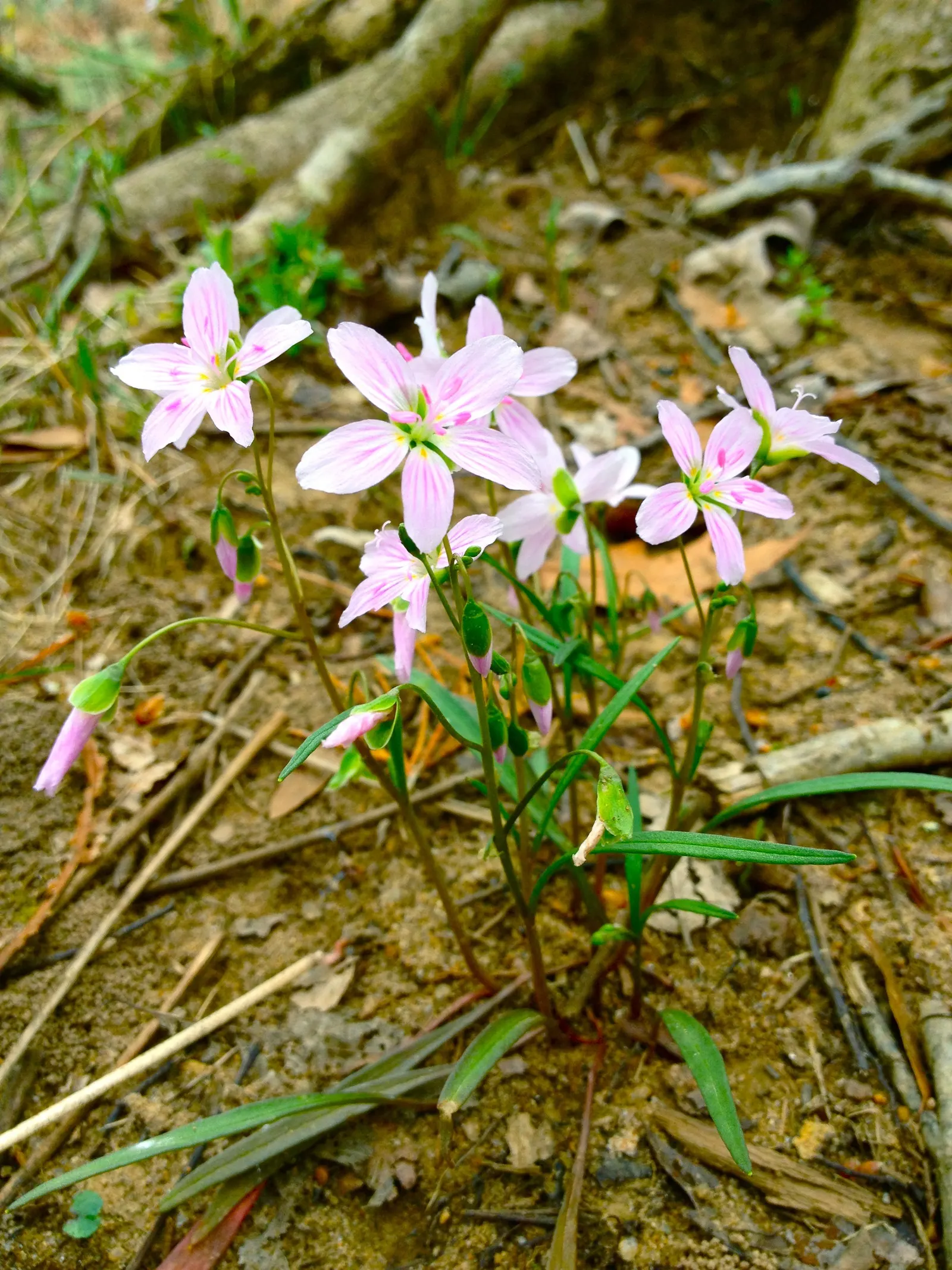 Spring Beauty (Claytonia Virginica) — generously sprinkling the landscape with color from March to May.<br><br>Spring Beauty's corms; sporting five, image 110