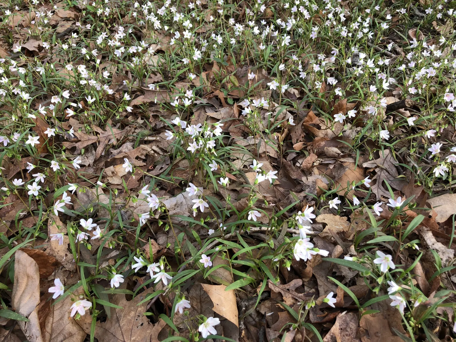Spring Beauty (Claytonia Virginica) — pink and white flowers in the garden; with a preference for dappled sunlight