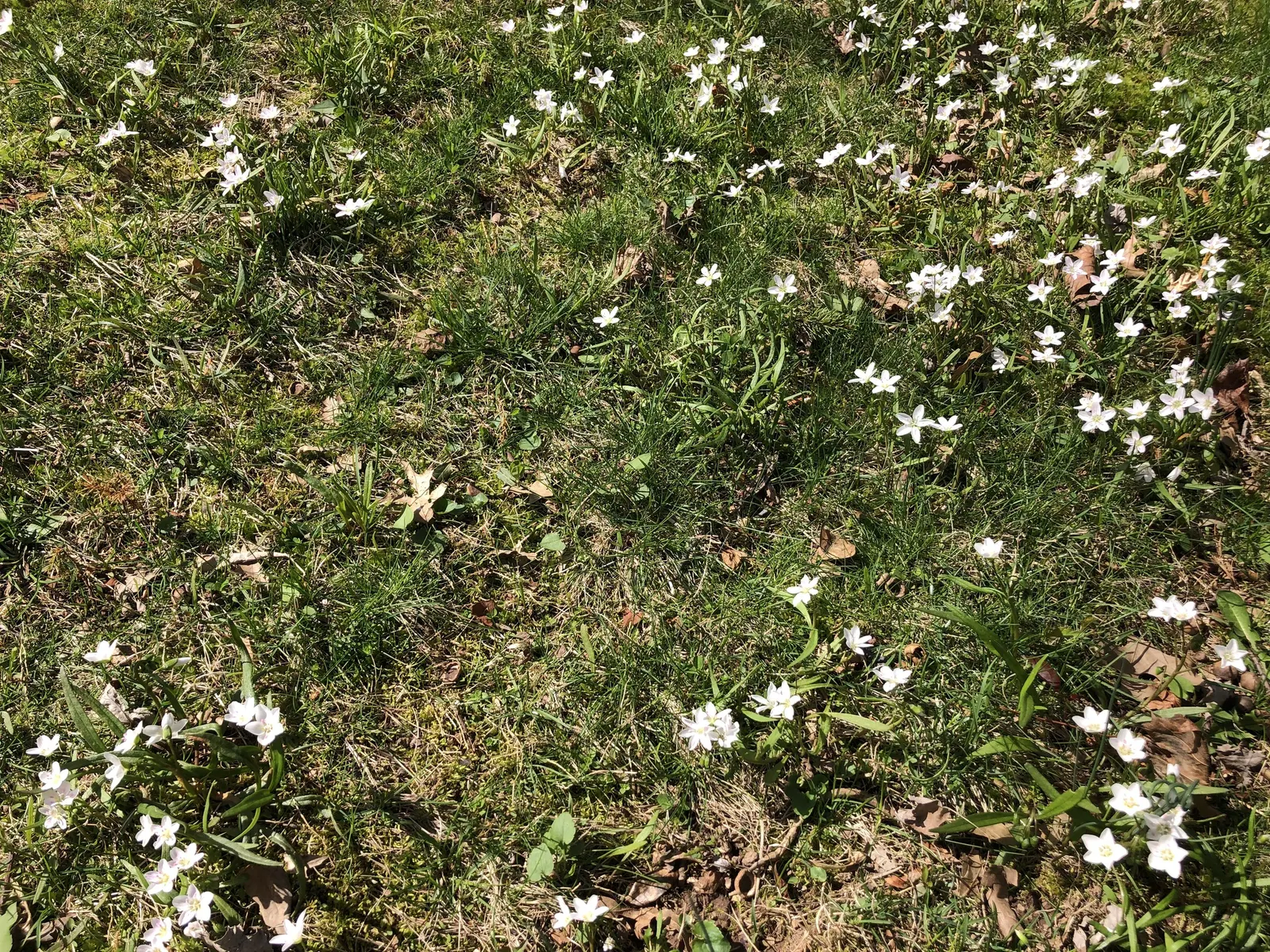 Spring Beauty (Claytonia Virginica) — Ideal for naturalistic settings; create an understated backdrop for the delicate star-shaped flowers, image 127