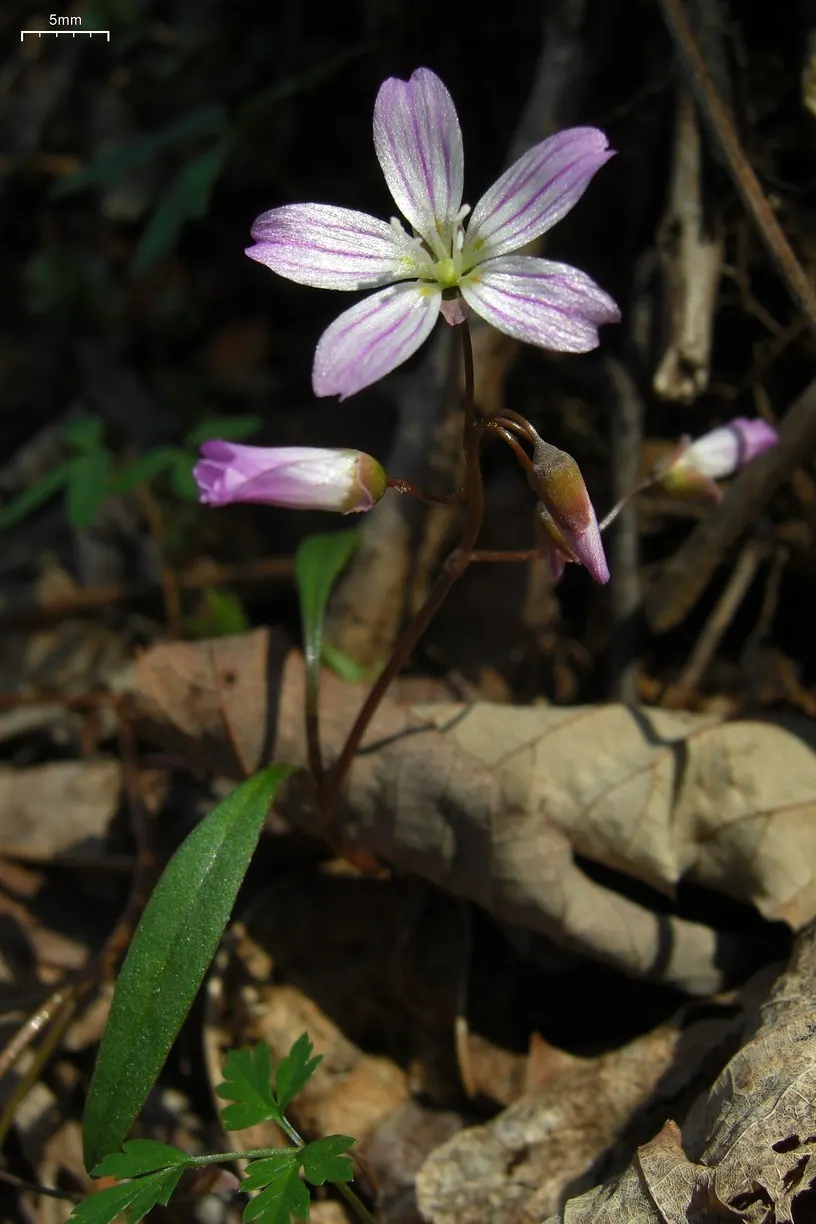 Spring Beauty (Claytonia Virginica) — Its habitat ranges widely from well-drained woodlands to moist riverbanks; it can also adapt to full sun, image 101