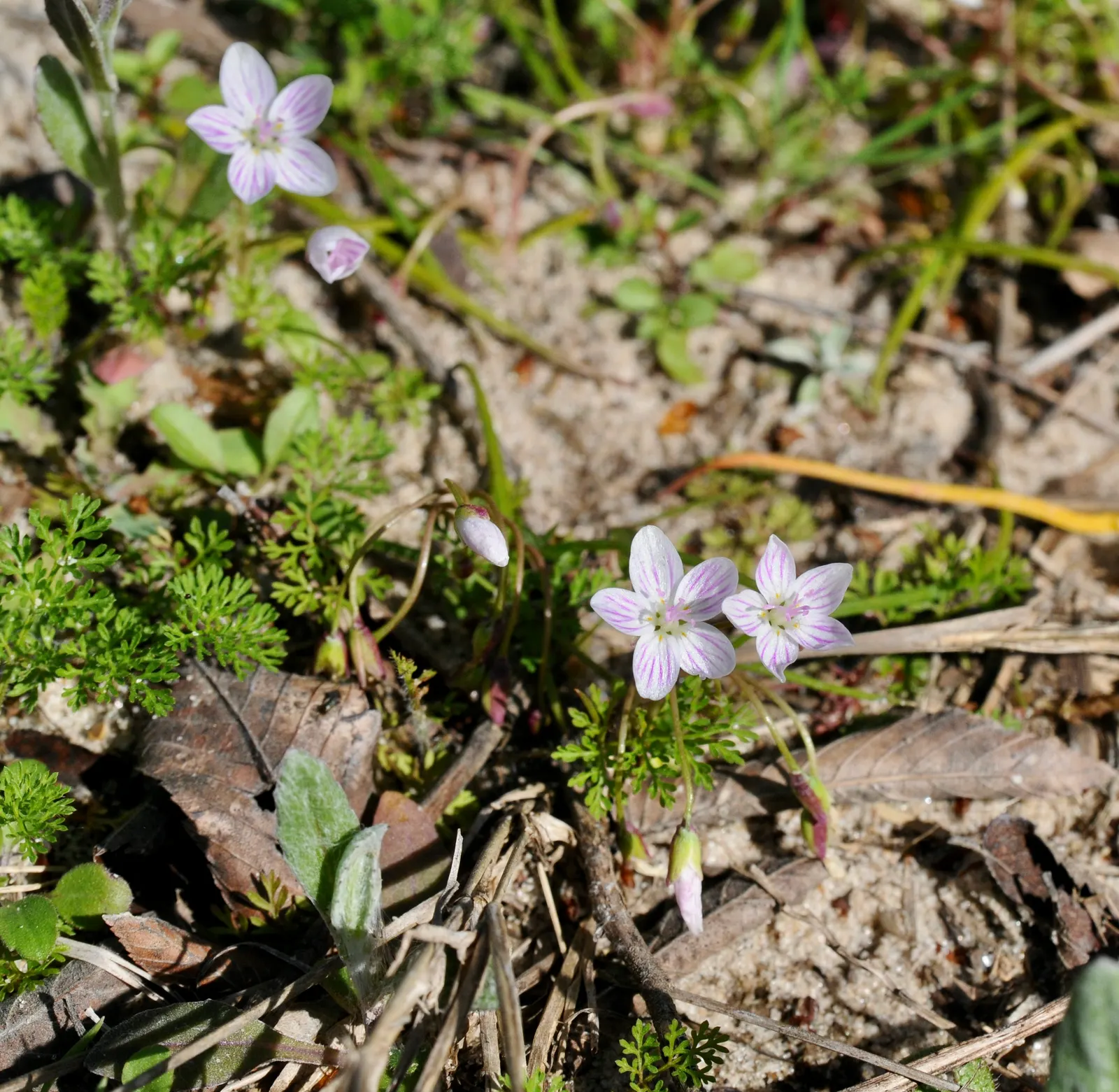 Spring Beauty (Claytonia Virginica) — create an understated backdrop for the delicate star-shaped flowers; these blooms cluster atop smooth stems, image 106