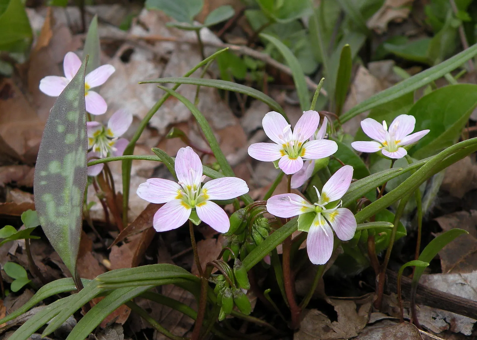 Spring Beauty (Claytonia Virginica) — thriving in USDA hardiness zones 4 through 8; nestled an inch or two beneath the surface