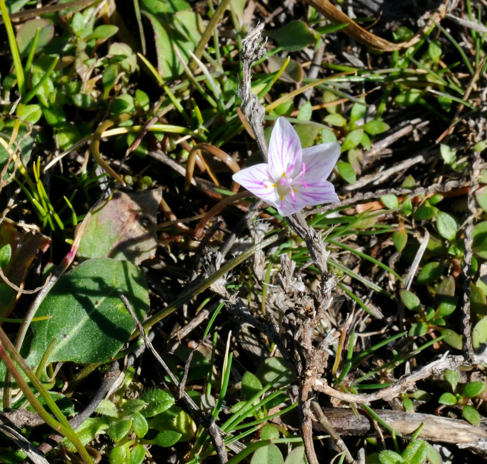 Spring Beauty (Claytonia Virginica) — measuring 1 to 6 inches in length and 0.1 to 0.5 inches in width