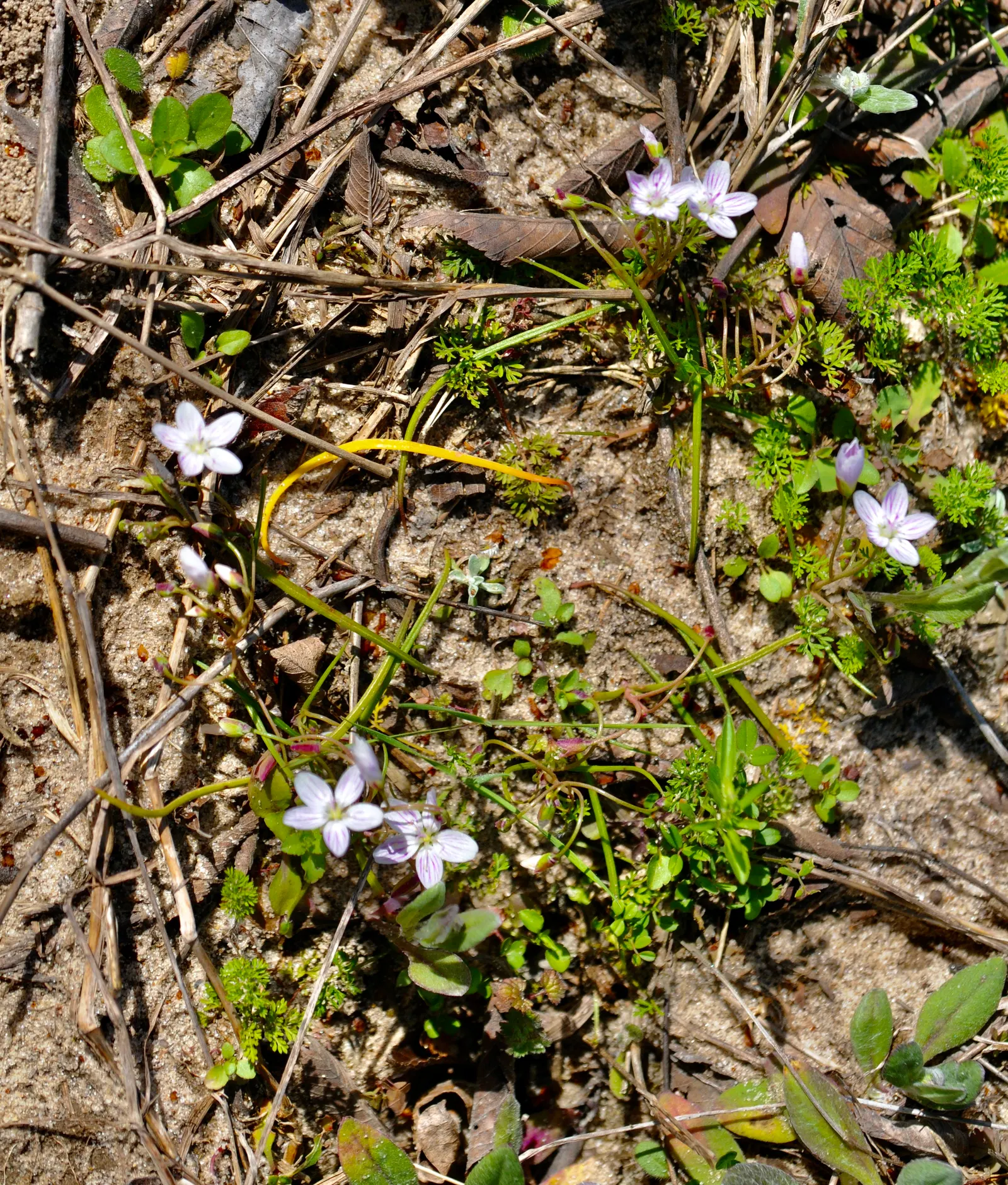 Spring Beauty (Claytonia Virginica) — its ability to self-seed ensures a captivating spread of these delicate blooms; annual with pink and white, image 146