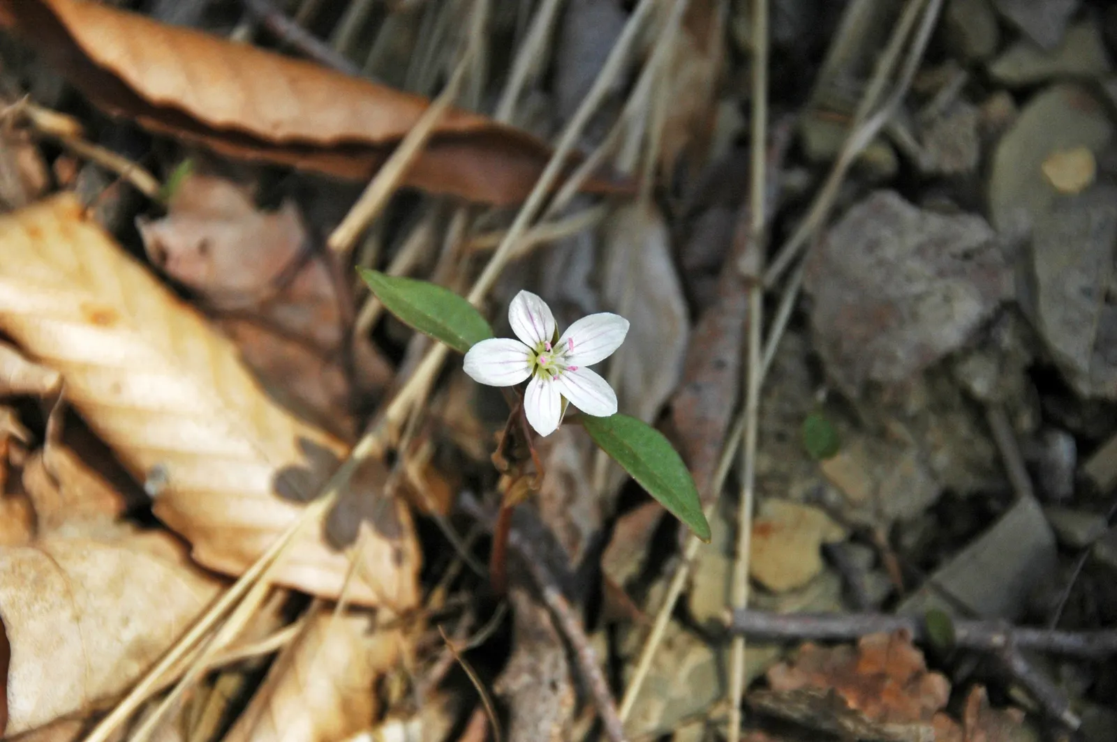 Spring Beauty (Claytonia Virginica) — this ephemeral graces moist; making it a beneficial choice for both the landscape designer and the beginner gardener alike