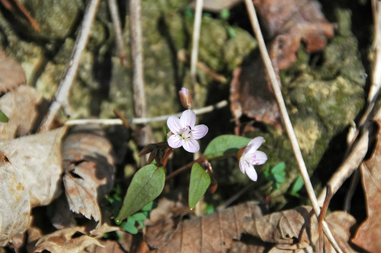 Spring Beauty (Claytonia Virginica) — Thriving in partial shade; each exhibit fine pink streaks and span about 0.5 to 0.75 inches across, image 93