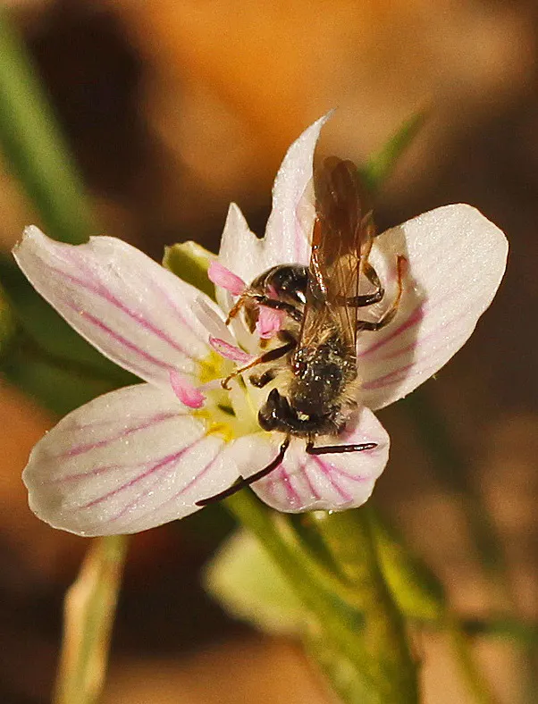 Spring Beauty (Claytonia Virginica) — These blooms cluster atop smooth stems rising to a modest height of 3 to 6 inches; eagerly emerging as the, image 79