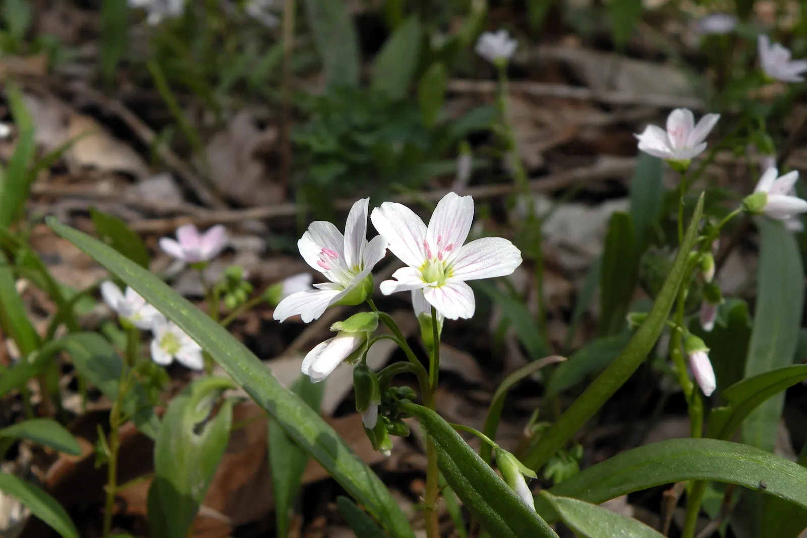 Spring Beauty (Claytonia Virginica) — each exhibit fine pink streaks and span about 0.5 to 0.75 inches across; thriving in partial shade