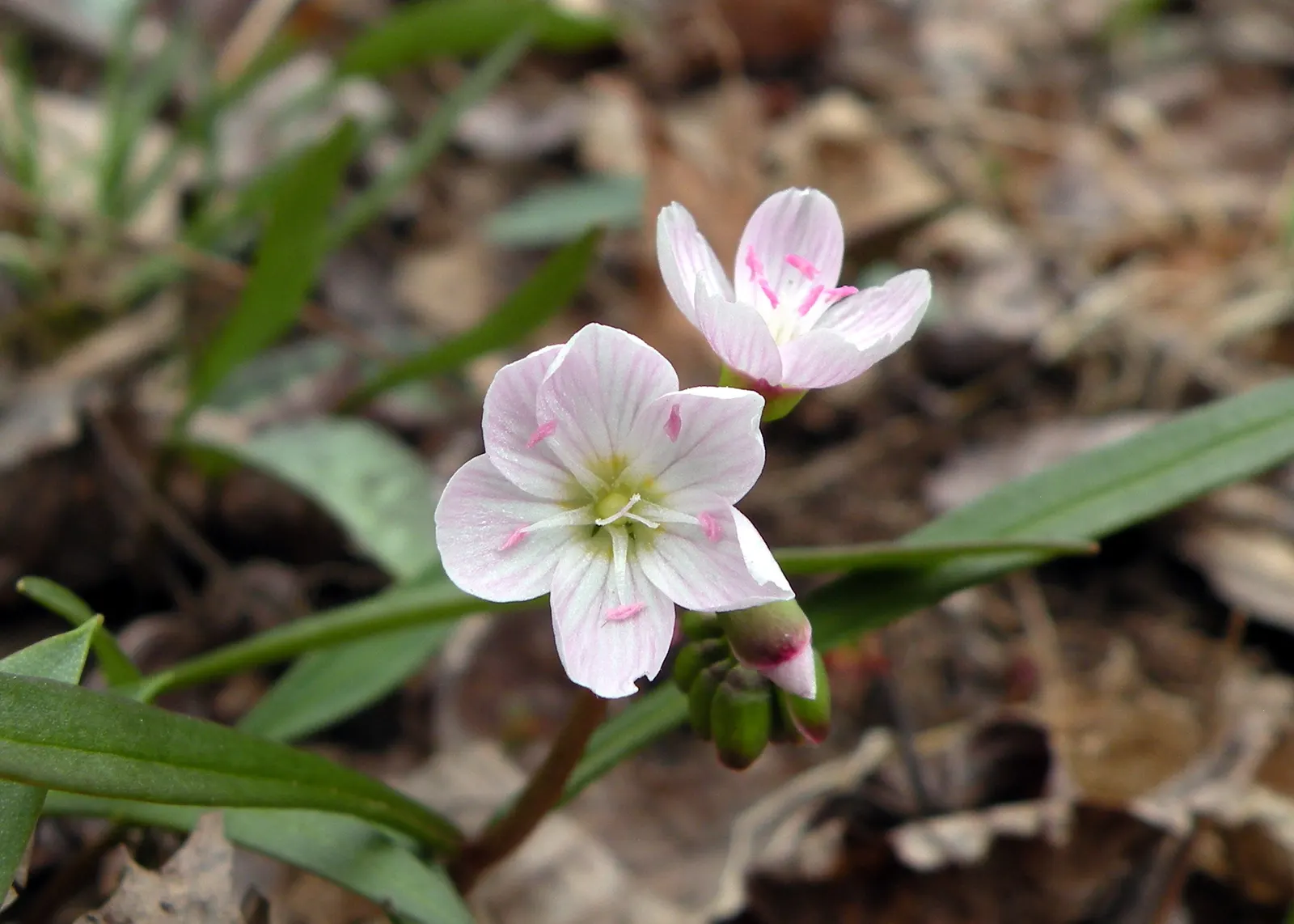 Spring Beauty (Claytonia Virginica) — This enchanting perennial