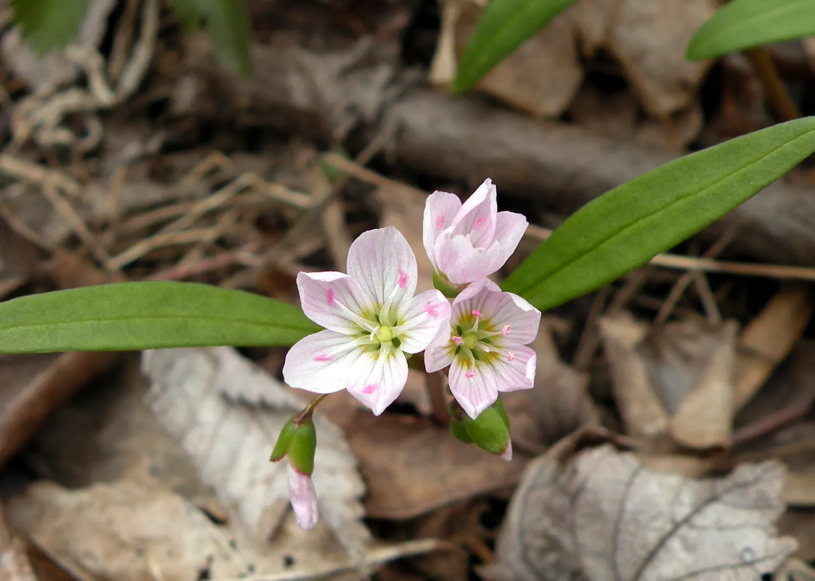 Spring Beauty (Claytonia Virginica) — the Spring Beauty (Claytonia virginica); annual for half, image 99