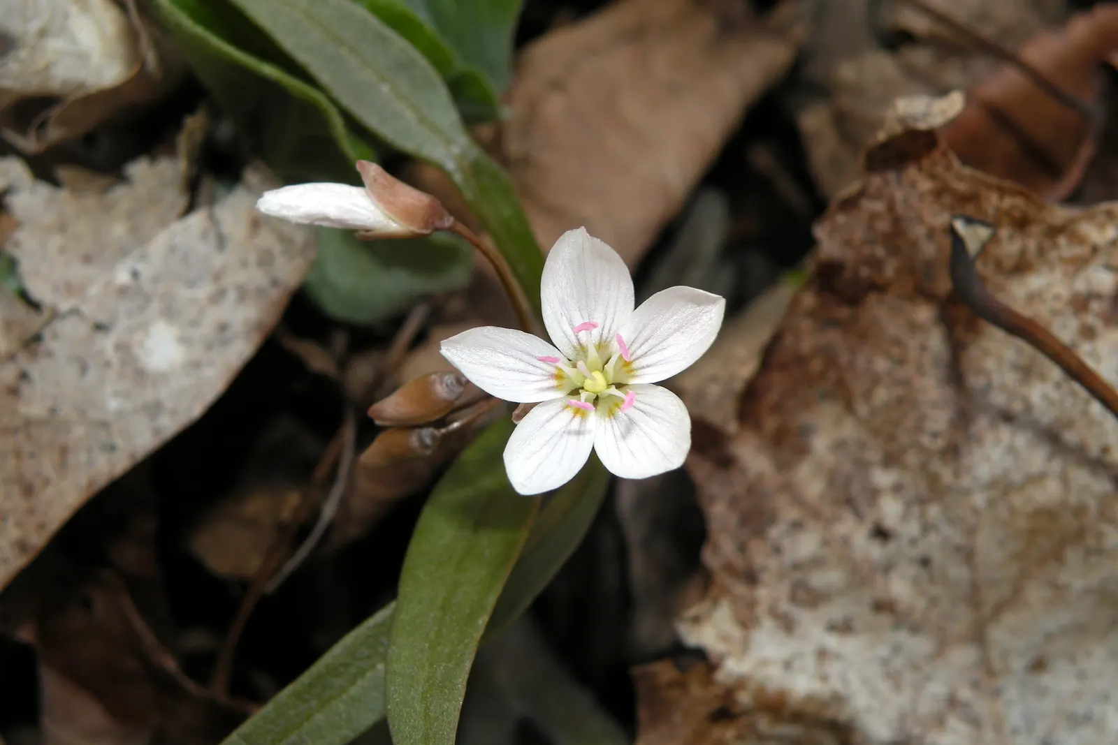 Spring Beauty (Claytonia Virginica) — Thriving in partial shade; each exhibit fine pink streaks and span about 0.5 to 0.75 inches across