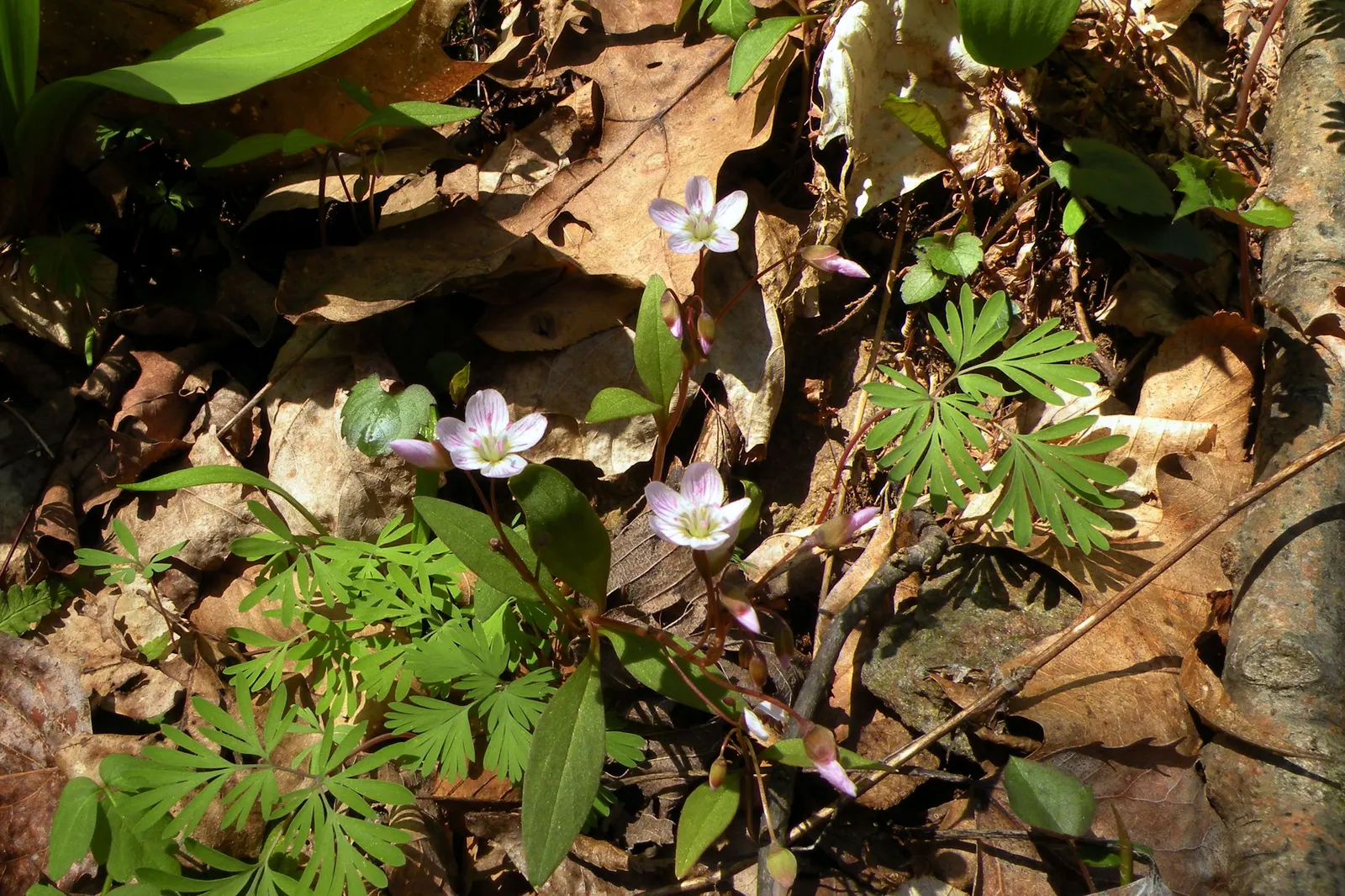 Spring Beauty (Claytonia Virginica) — it can also adapt to full sun conditions if consistently moist soil is assured.<br><br>The plant's slender, image 74
