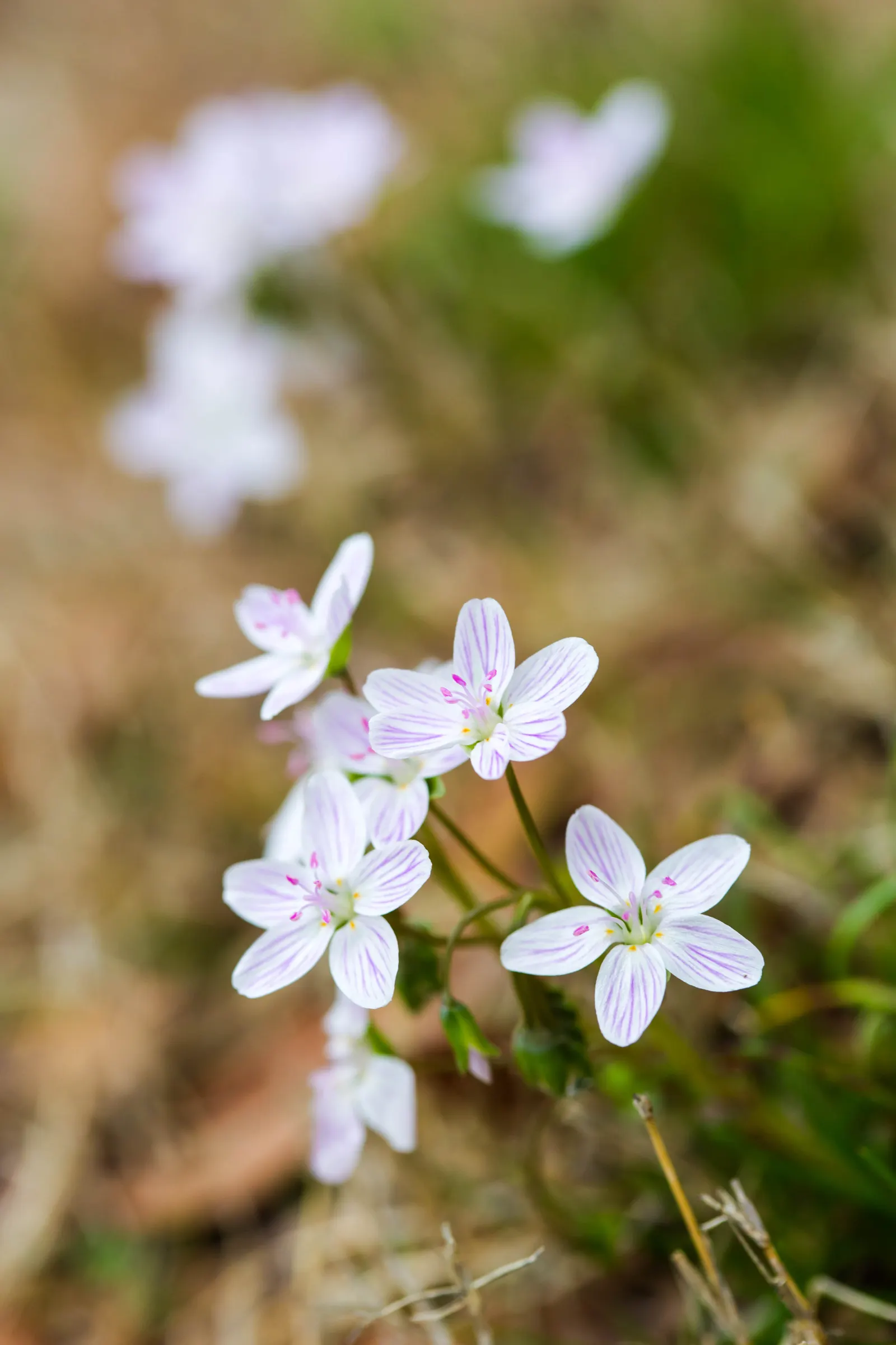 Spring Beauty (Claytonia Virginica) — sporting five pale pink to white petals; its ability to self-seed ensures a captivating spread of these, image 167