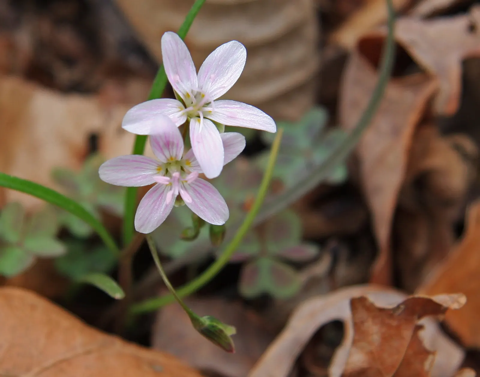 Spring Beauty (Claytonia Virginica) — create an understated backdrop for the delicate star-shaped flowers; these blooms cluster atop smooth stems, image 166