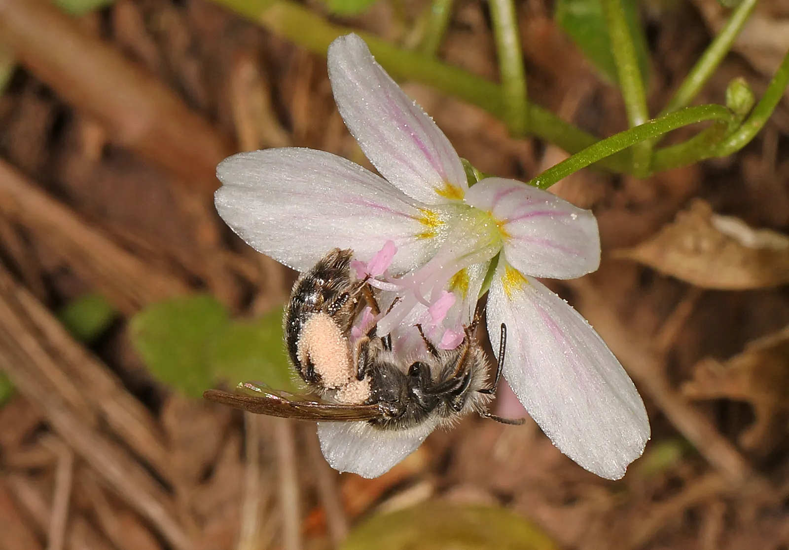 Spring Beauty (Claytonia Virginica) — well-drained soils with a carpet of lance-shaped
