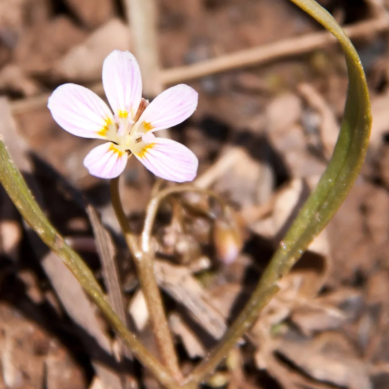 Spring Beauty (Claytonia Virginica) — eagerly emerging as the frost recedes; ideal for naturalistic settings