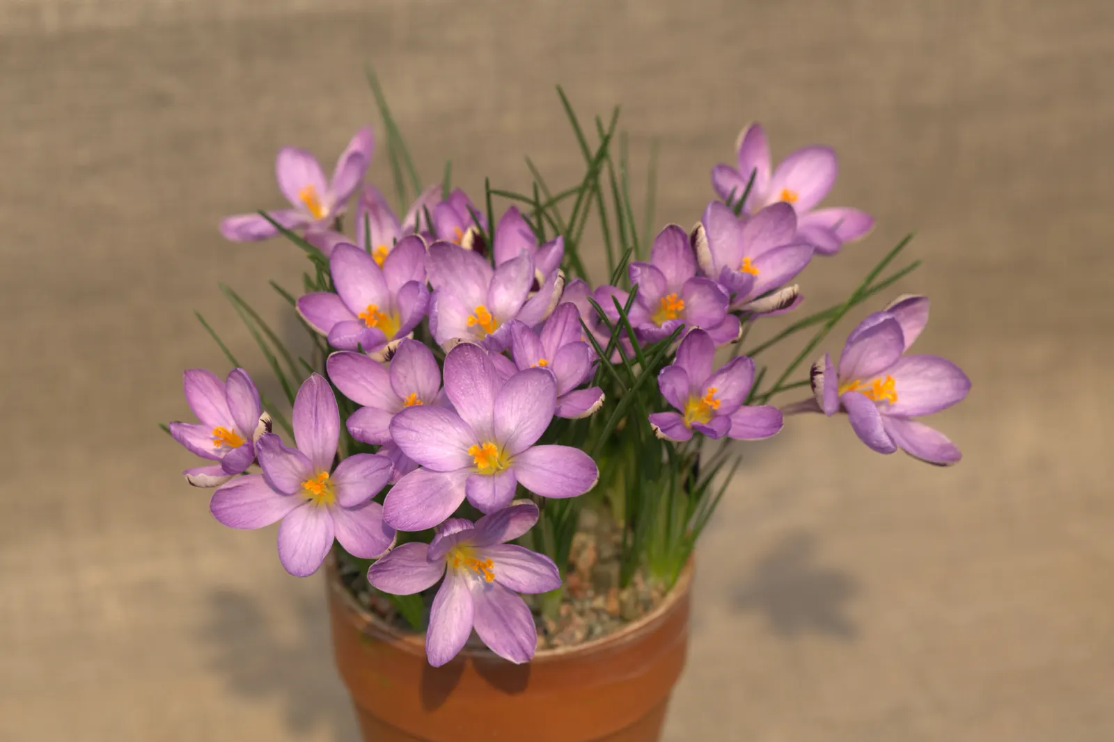 Spring Beauty (Claytonia Virginica) — Ideal for naturalistic settings; create an understated backdrop for the delicate star-shaped flowers, image 157