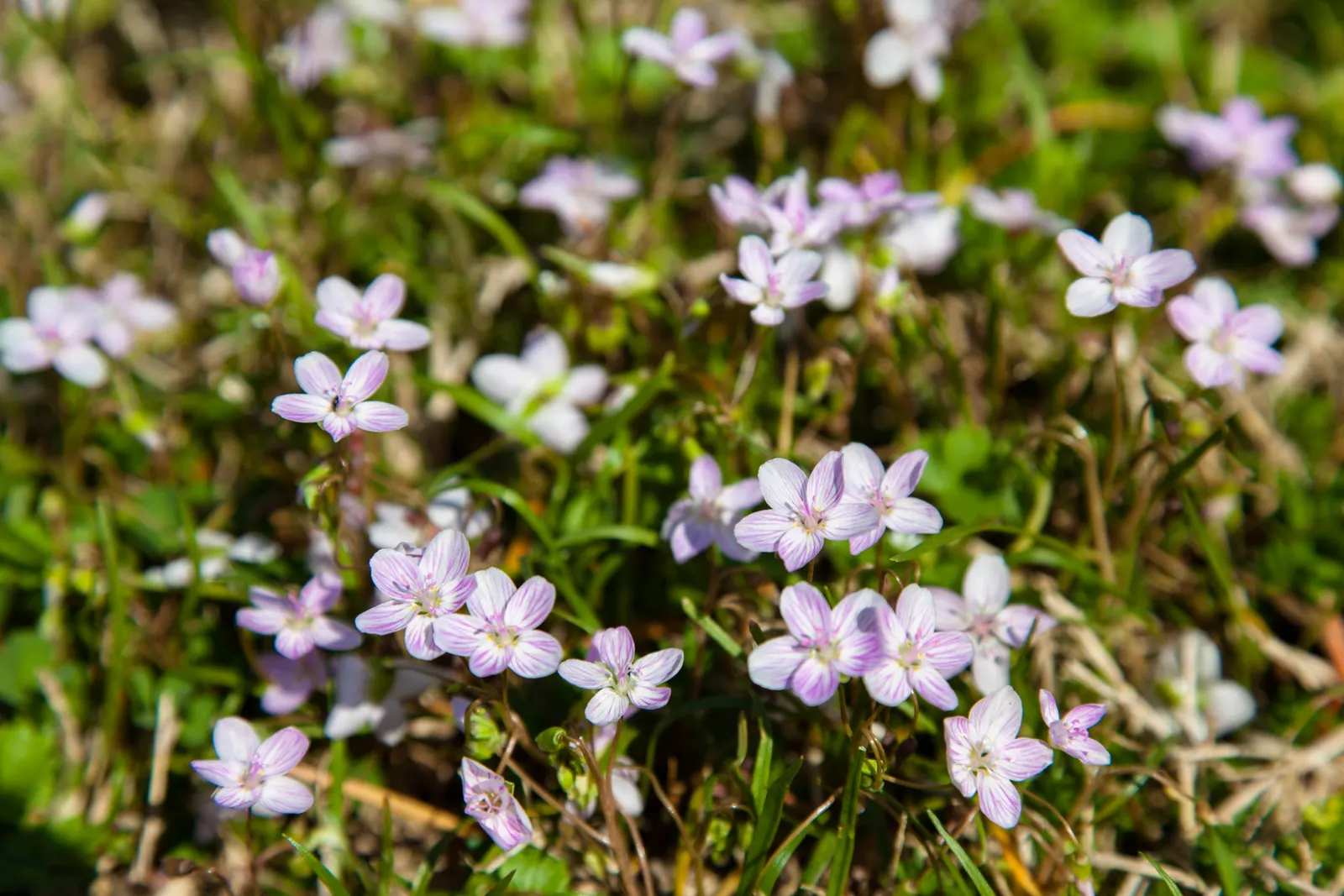 Spring Beauty (Claytonia Virginica) — it can also adapt to full sun conditions if consistently moist soil is assured.<br><br>The plant's slender, image 164