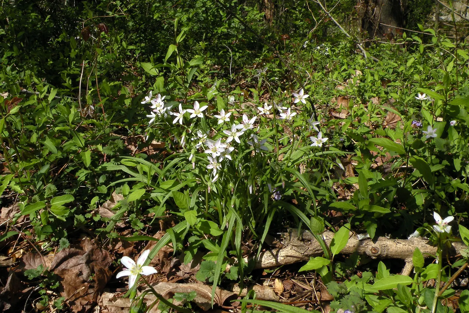 Spring Beauty (Claytonia Virginica) — This enchanting perennial; ideal for naturalizing in woodland gardens or informal areas
