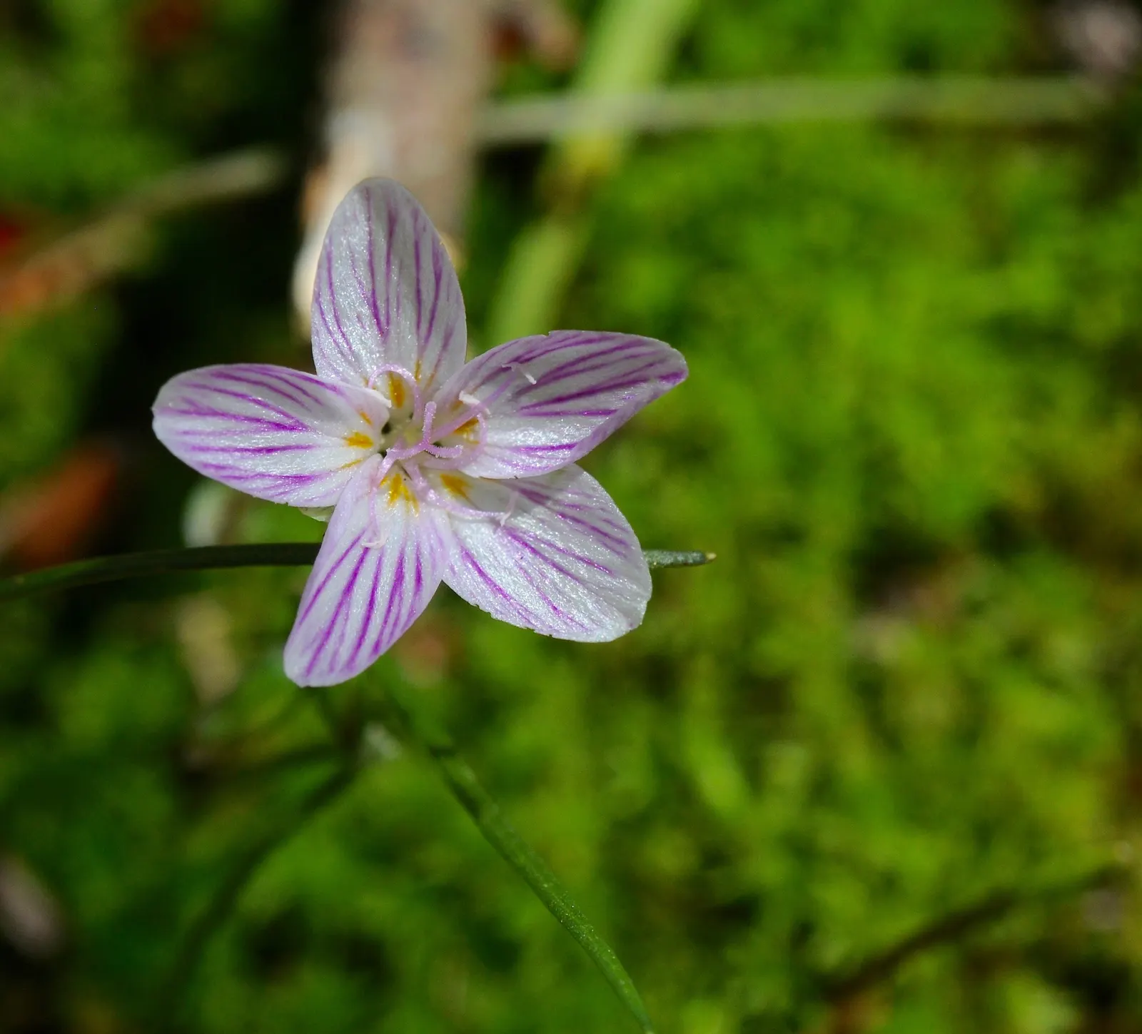 Spring Beauty (Claytonia Virginica) — this ephemeral graces moist; making it a beneficial choice for both the landscape designer and the beginner, image 154