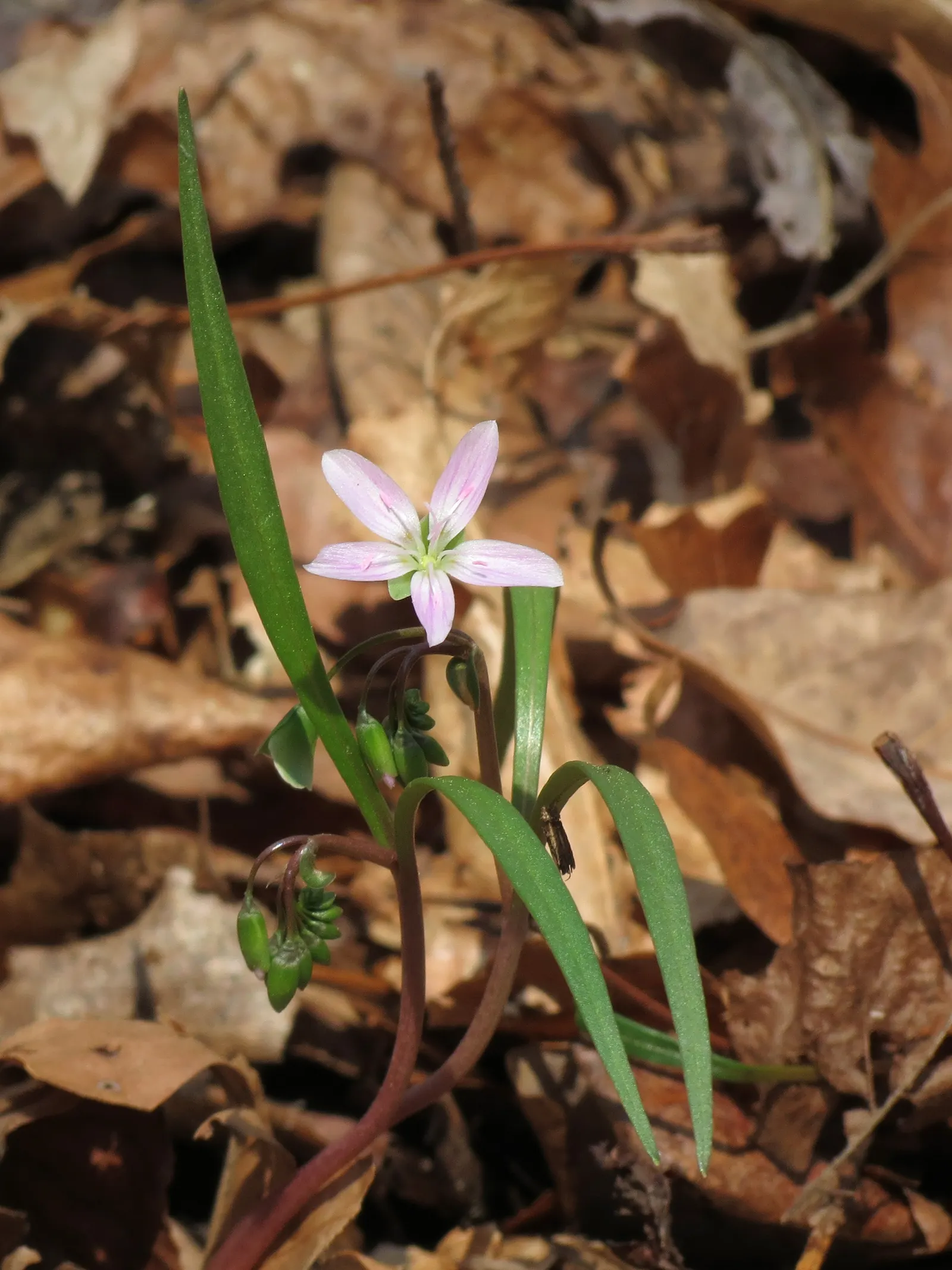 Spring Beauty (Claytonia Virginica) — thriving in USDA hardiness zones 4 through 8; nestled an inch or two beneath the surface, image 102