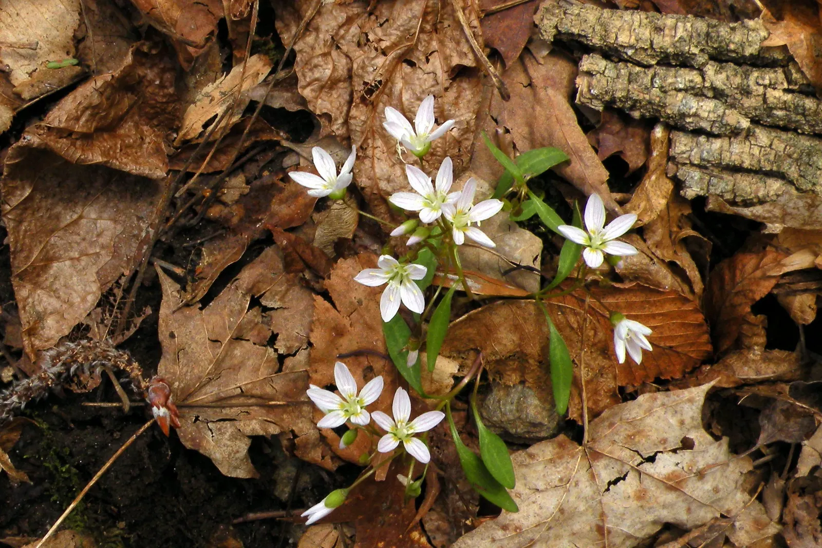 Spring Beauty (Claytonia Virginica) — Its habitat ranges widely from well-drained woodlands to moist riverbanks; it can also adapt to full sun, image 71