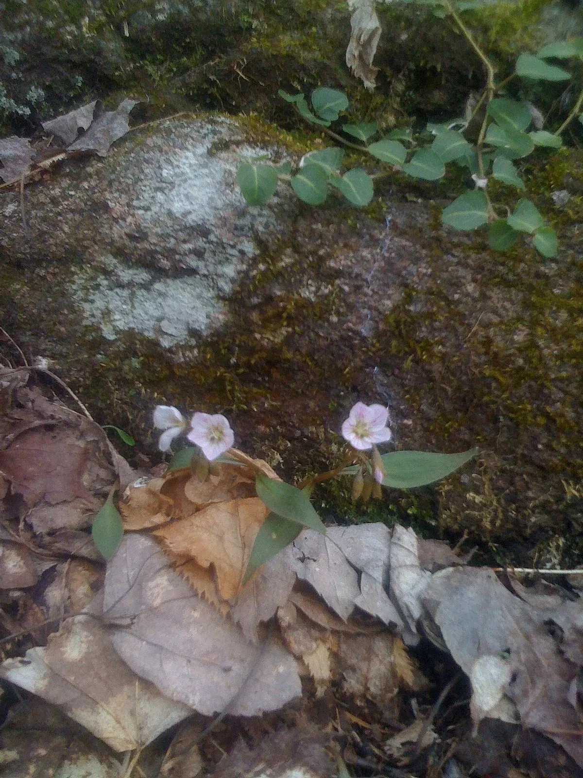 Spring Beauty (Claytonia Virginica) — pink and white flowers in the garden; with a preference for dappled sunlight, image 148