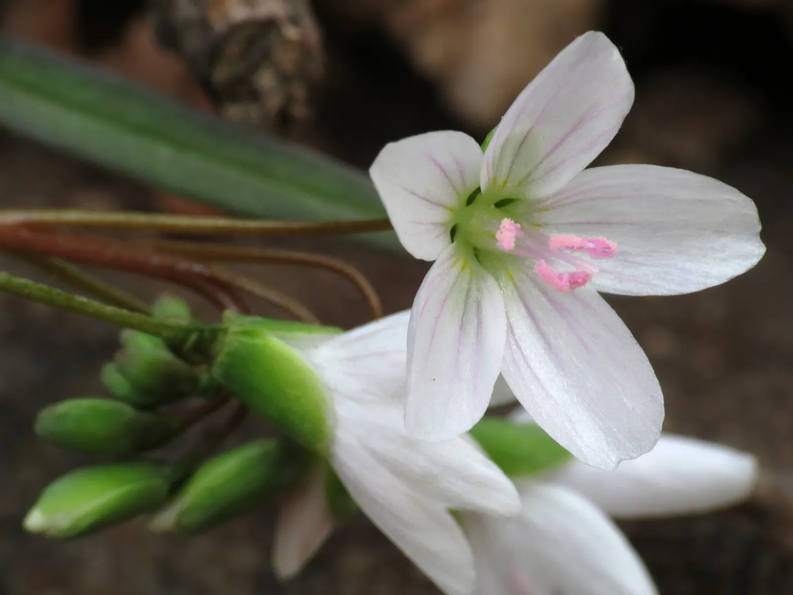 Spring Beauty (Claytonia Virginica) — measuring 1 to 6 inches in length and 0.1 to 0.5 inches in width; thriving in USDA hardiness zones 4 through 8, image 165