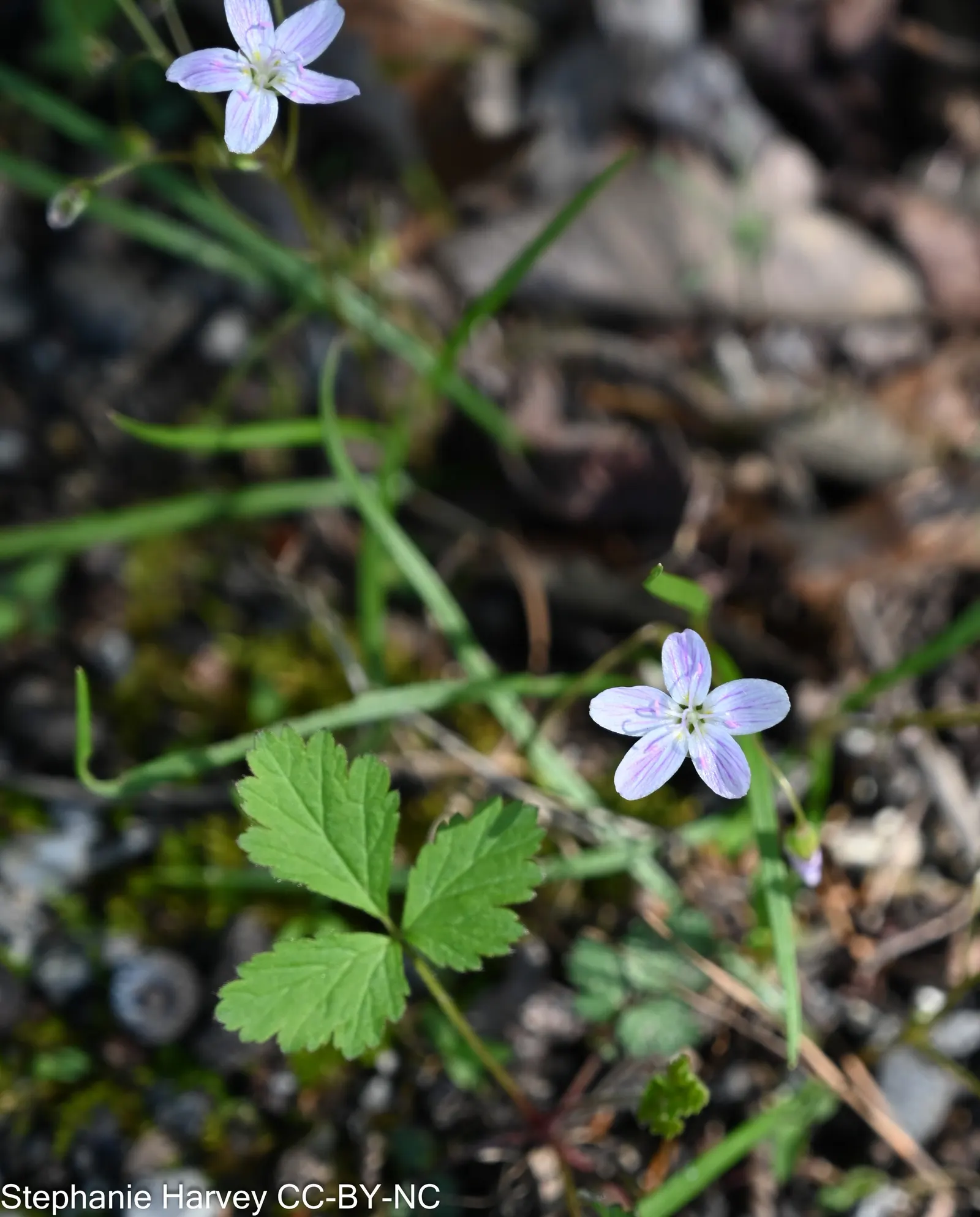 Spring Beauty (Claytonia Virginica) — well-drained soils with a carpet of lance-shaped; blossoming in early spring, it showcases delicate pink-veined, white