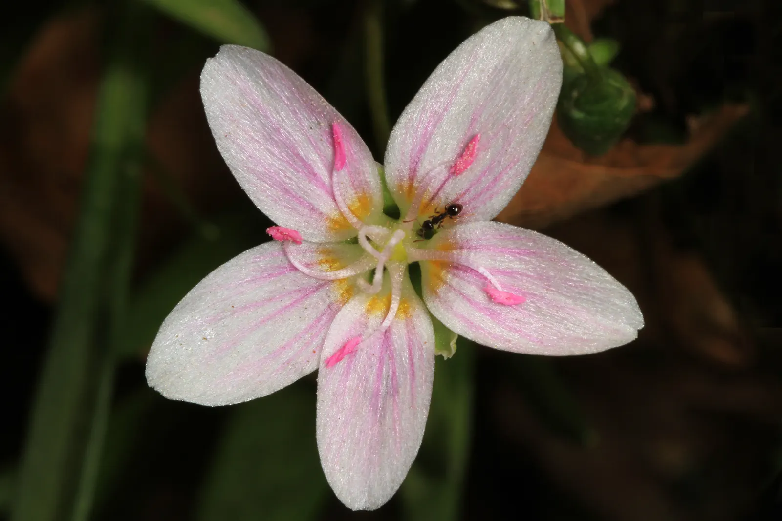 Spring Beauty (Claytonia Virginica) — well-drained soils with a carpet of lance-shaped; blossoming in early spring, it showcases delicate, image 125