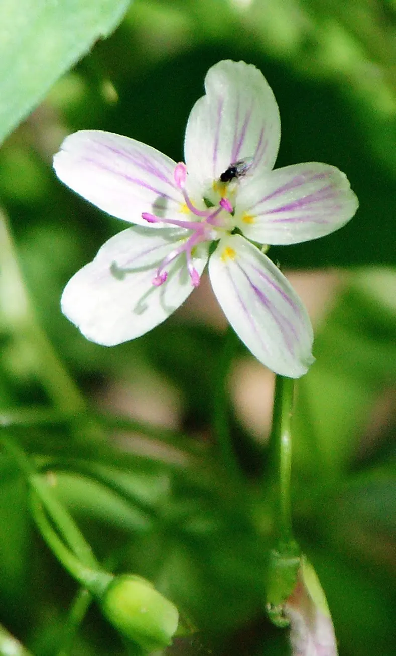 Spring Beauty (Claytonia Virginica) — This enchanting perennial; ideal for naturalizing in woodland gardens or informal areas, image 158