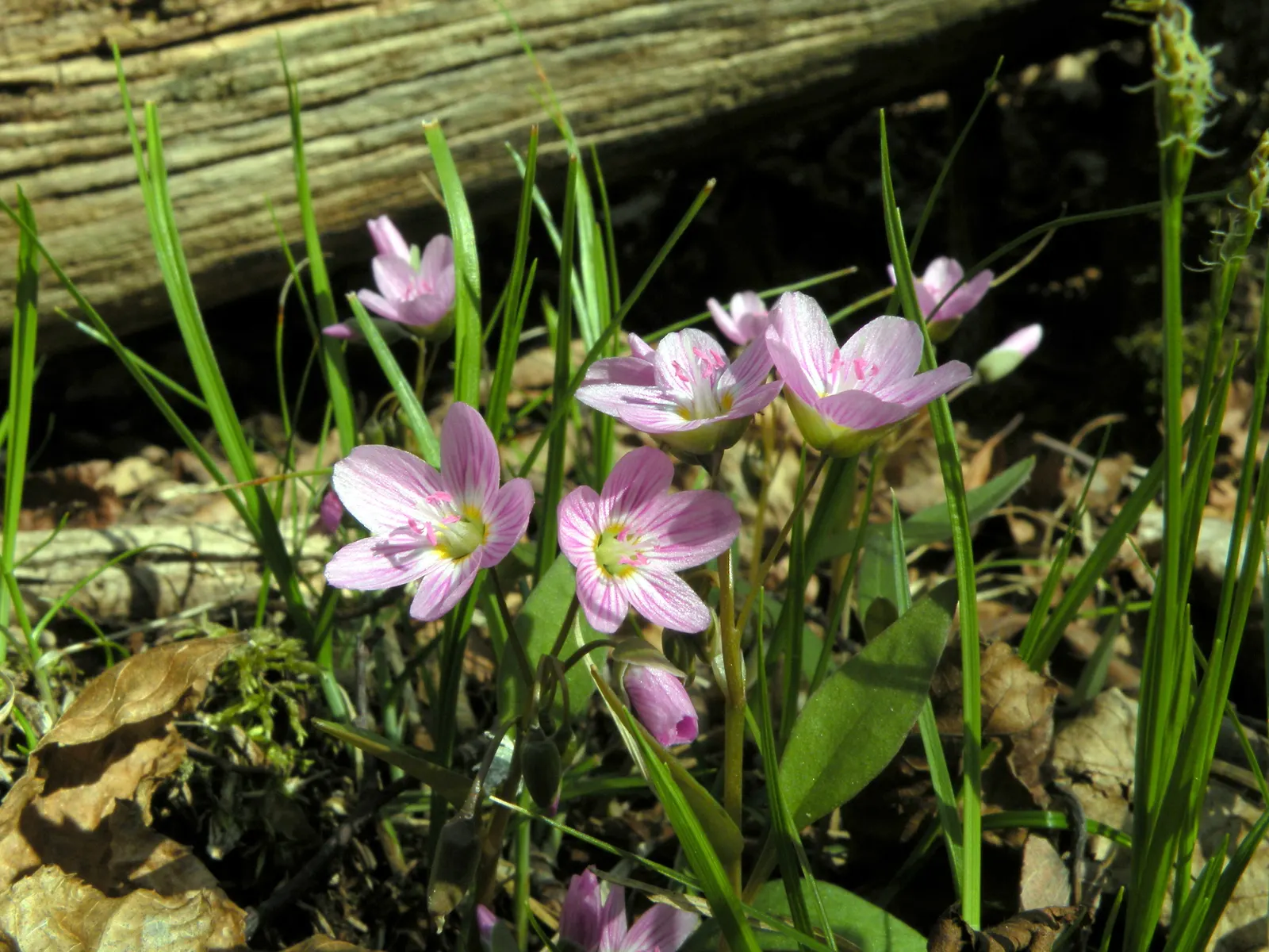 Spring Beauty (Claytonia Virginica) — sporting five pale pink to white petals; its ability to self-seed ensures a captivating spread of these delicate blooms
