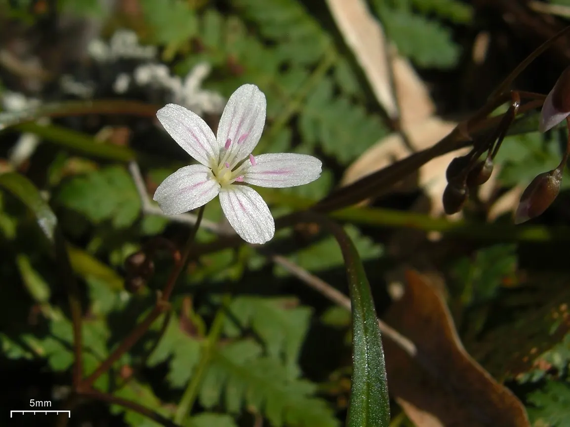 Spring Beauty (Claytonia Virginica) — Blossoming in early spring, it showcases delicate pink-veined, white flowers atop slender 6-12 inch stems, image 122