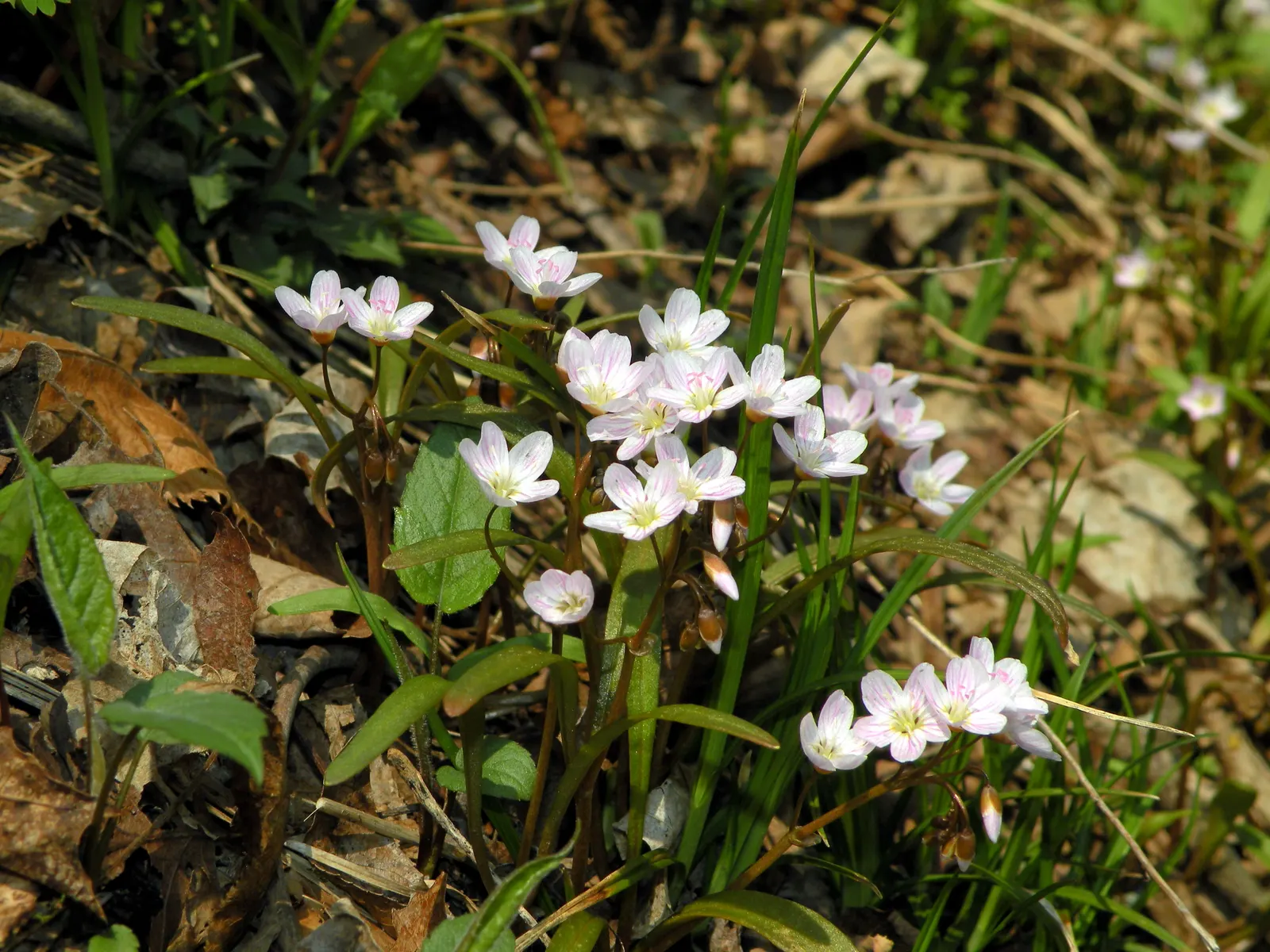 Spring Beauty (Claytonia Virginica) — enhancing your garden's appeal with little effort